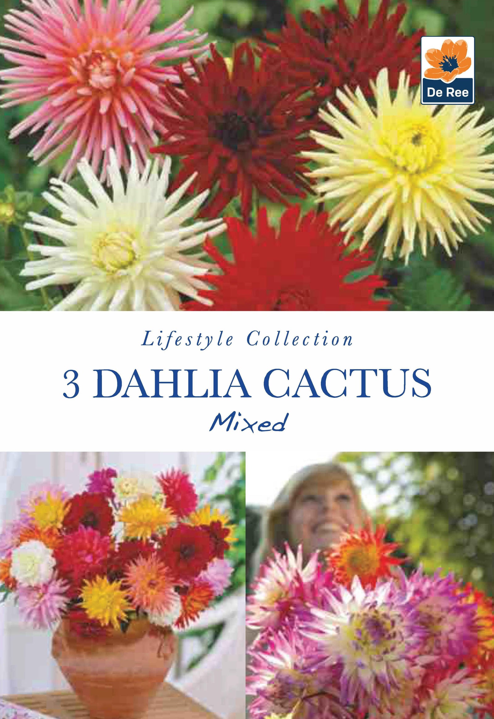 A packaging image for “Dahlia Cactus Mixed (2 Tubers)” shows vibrant spiky dahlias in mixed colours with a bouquet in a vase and a smiling woman in the background, highlighting premium dahlia tubers.