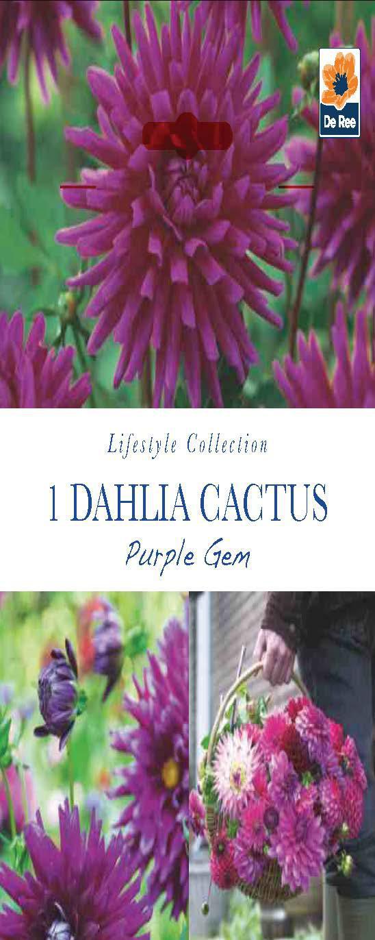 Dahlia Cactus Purple Gem (1 Tuber)