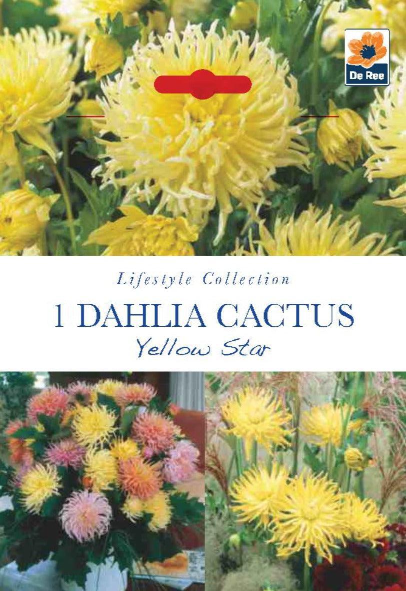 Packet of Dahlia Cactus Yellow Star (1 Tuber) with spiky yellow blooms shown, De Ree logo top right, and text “Lifestyle Collection.” Contains premium tuber for an extended flowering period.