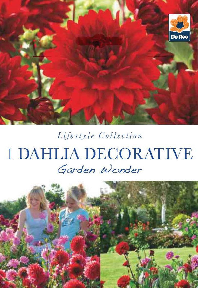 Dahlia Decorative Garden Wonder (1 Tuber)