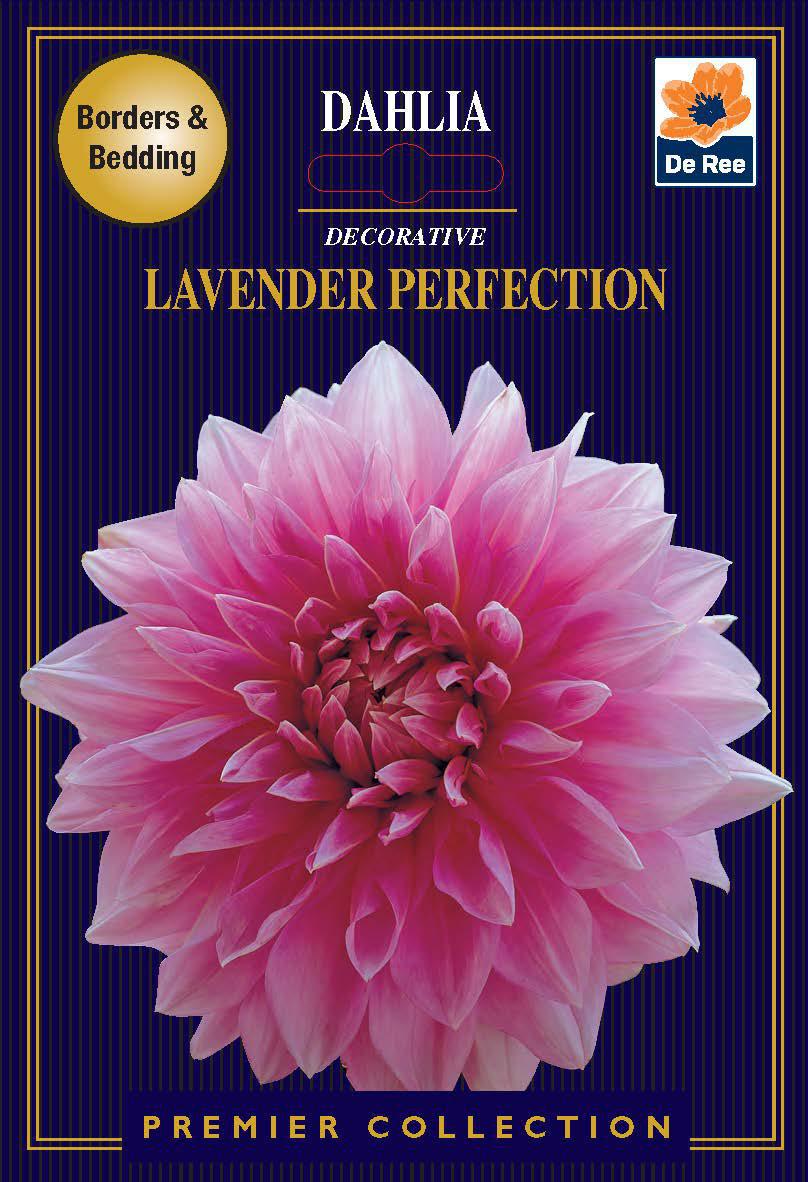 Seed packet for Dahlia Decorative | Lavender Perfection | 1 Tuber features stunning lavender-pink blooms, “Borders & Bedding,” the De Ree logo, and “Premier Collection” on a dark striped background—ideal for dahlia lovers.