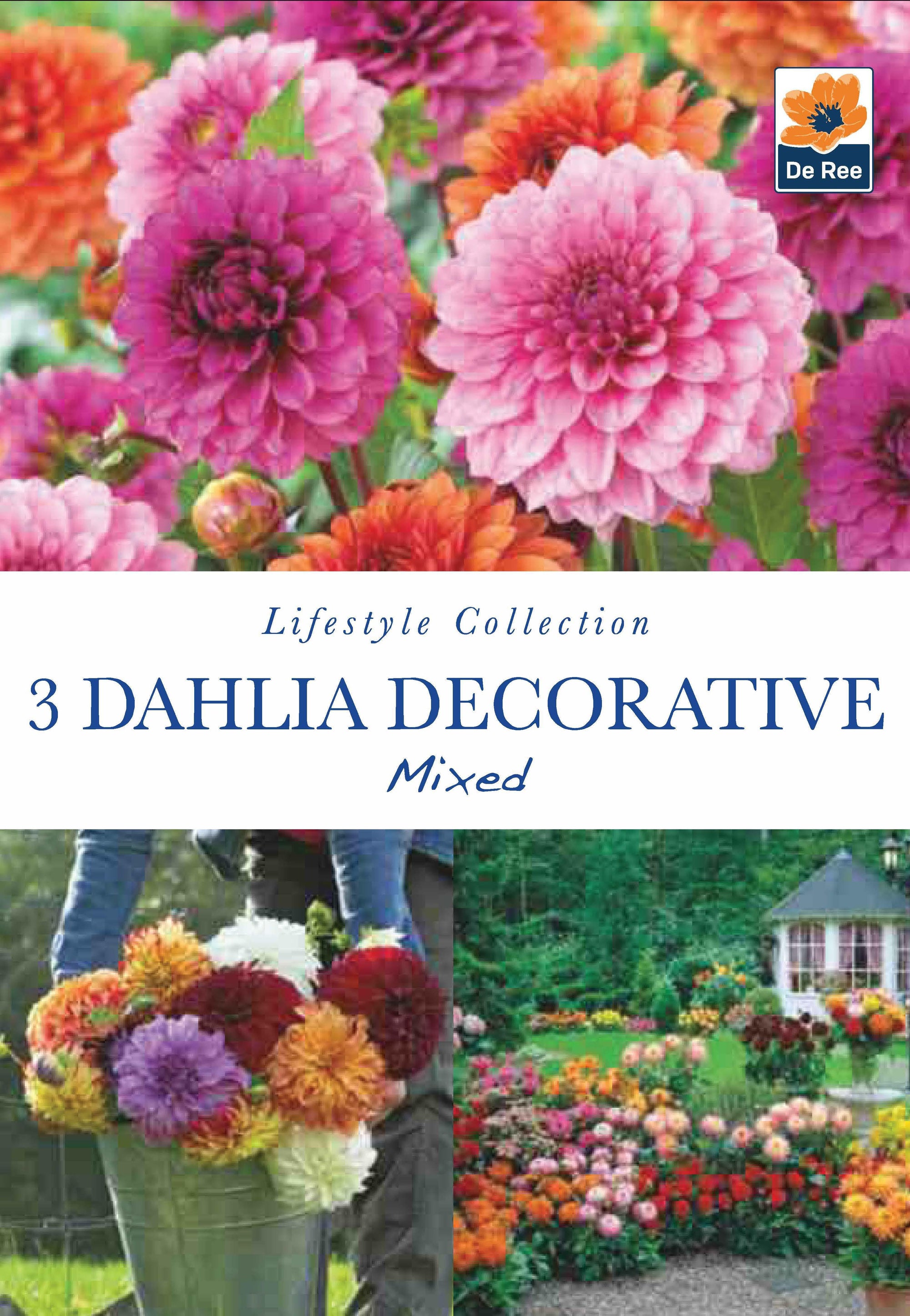 Mixed Decorative Dahlias (3 Tubers)