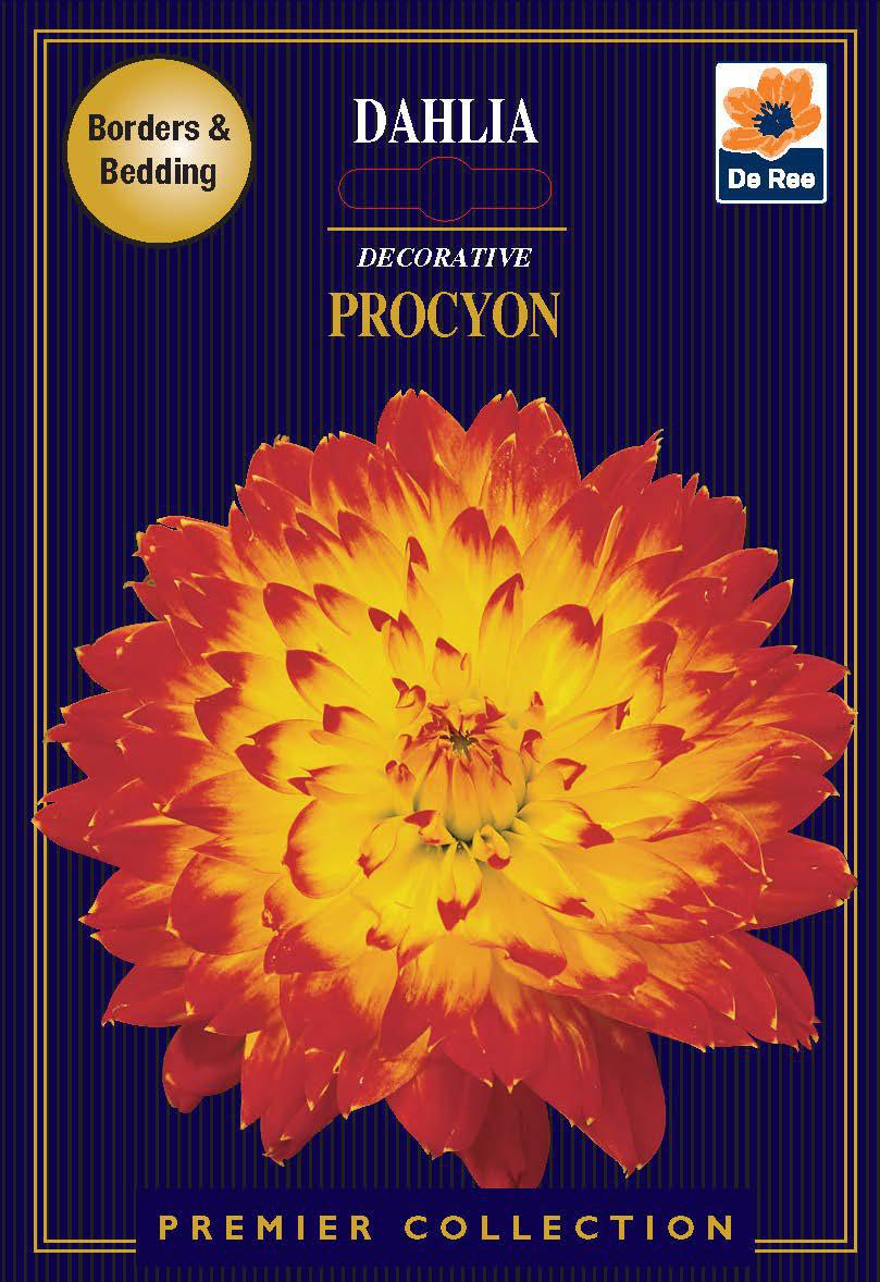 Dahlia Decorative | Procyon | 1 Tubers