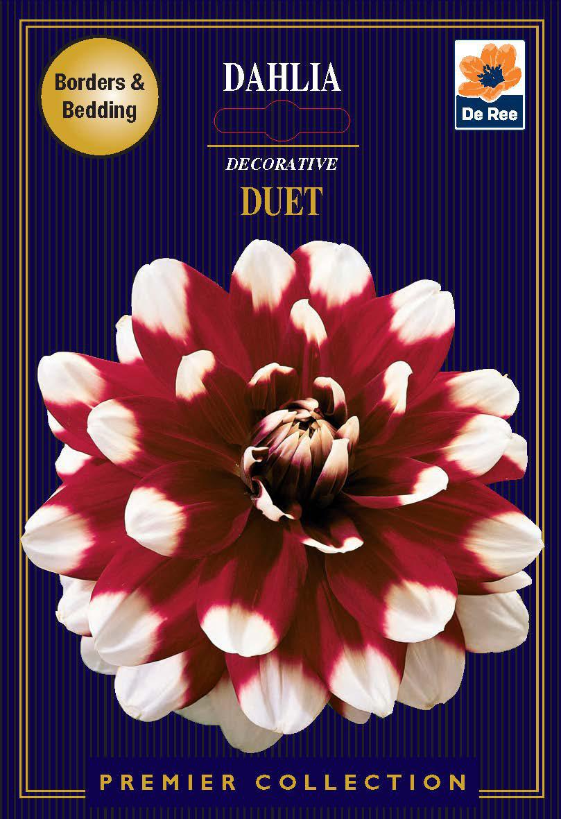 The dark blue packaging displays a dahlia with bold red and white blooms. Text reads “Dahlia Decorative | Duet | 1 Tubers,” “Borders &amp; Bedding,” “De Ree,” and “Premier Collection.”.