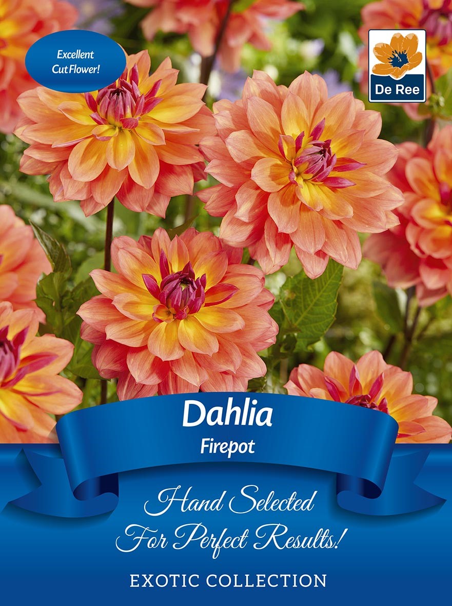 A cluster of orange and yellow Dahlia 'Firepot' flowers with pink tips is shown above a blue banner reading Dahlia 'Firepot' | Exotic Collection | 1 Tuber. Ideal for cut flowers, this pack features quality dahlia tubers and a De Ree logo at the top right.