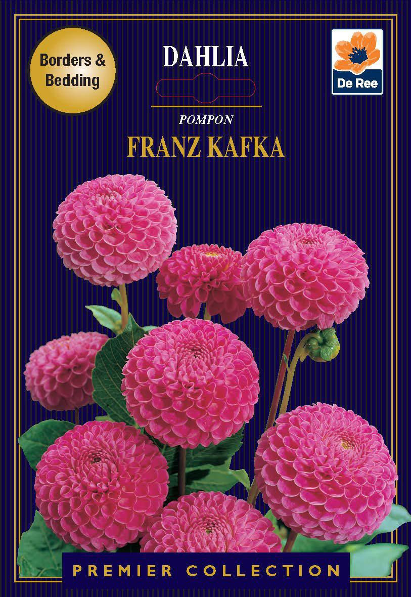 Dahlia Pompon | Franz Kafka | 1 Tuber |