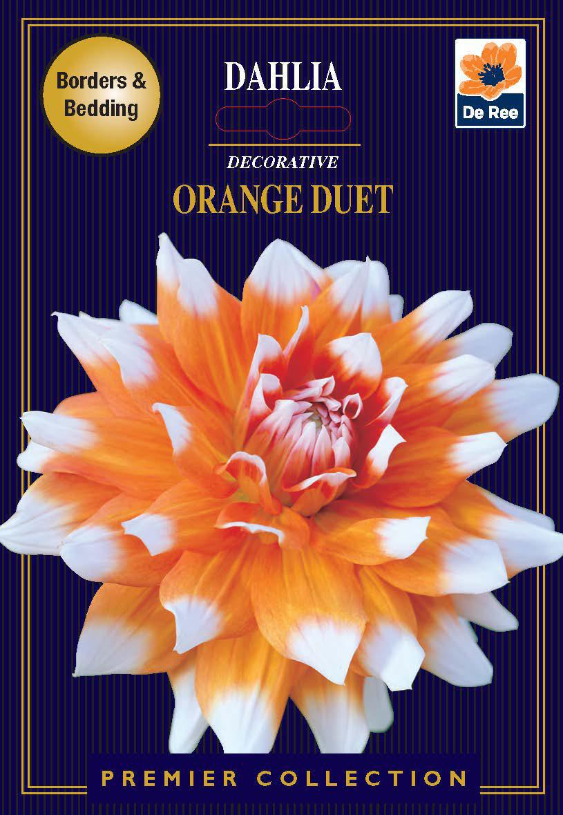 Dahlia Decorative | Orange Duet | 1 Tuber