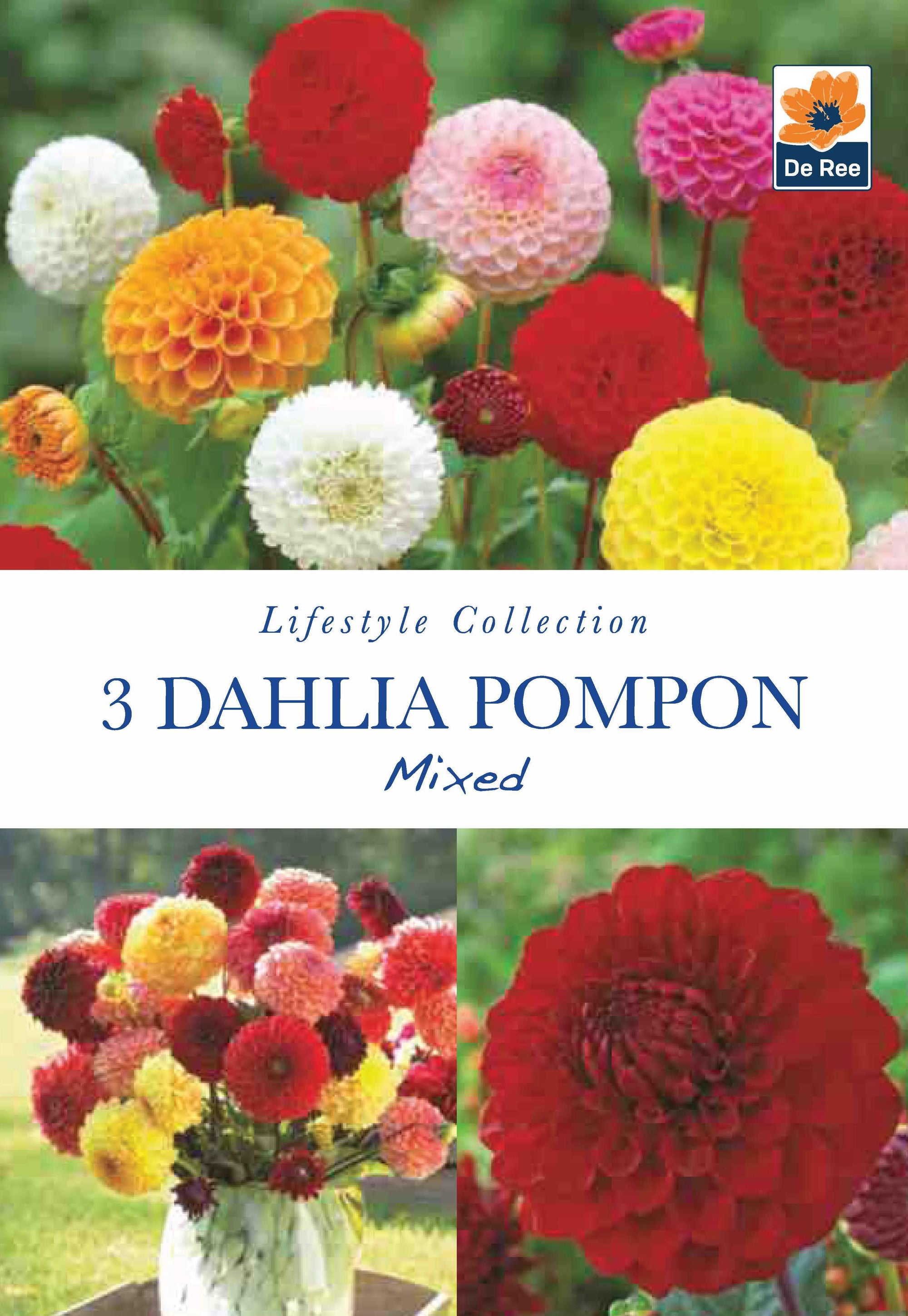 Mixed Dahlia Pompons (3 Tubers)