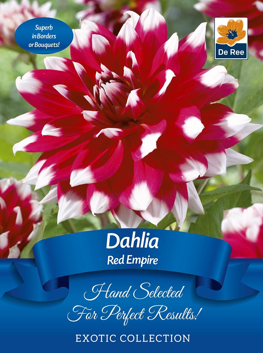 Close-up of a red and white Dahlia Red Empire bloom with green leaves. The packaging highlights bicoloured, long-lasting flowers, a blue ribbon, and &quot;Exotic Collection | 1 Tuber&quot; for selection and collection notes.