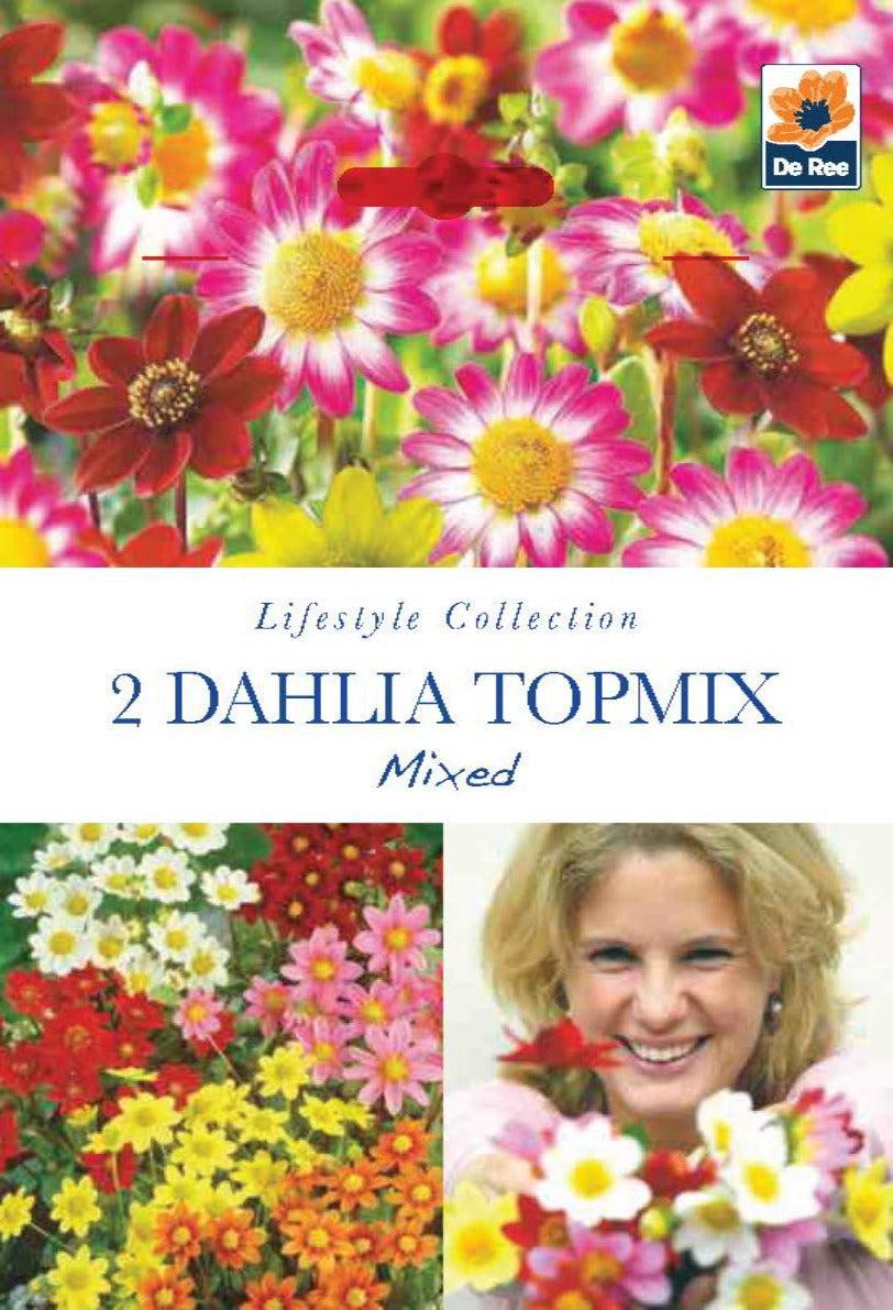 Dahlia Topmix (2 Tubers)