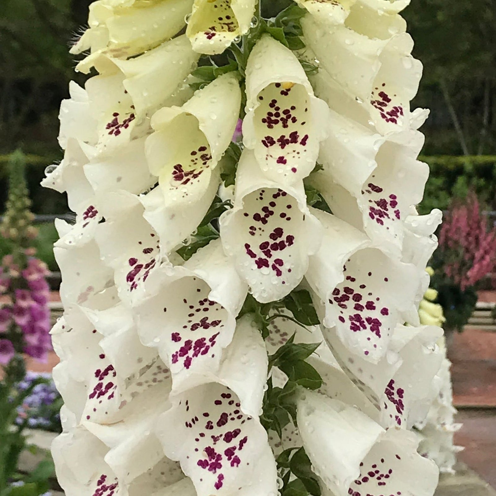 Close-up of Digitalis 'Dalmatian Cream' (Foxglove) 1.5/3L—a deer-resistant perennial with tubular white blooms, lined in purple spots, set against a garden backdrop of flowers and greenery.