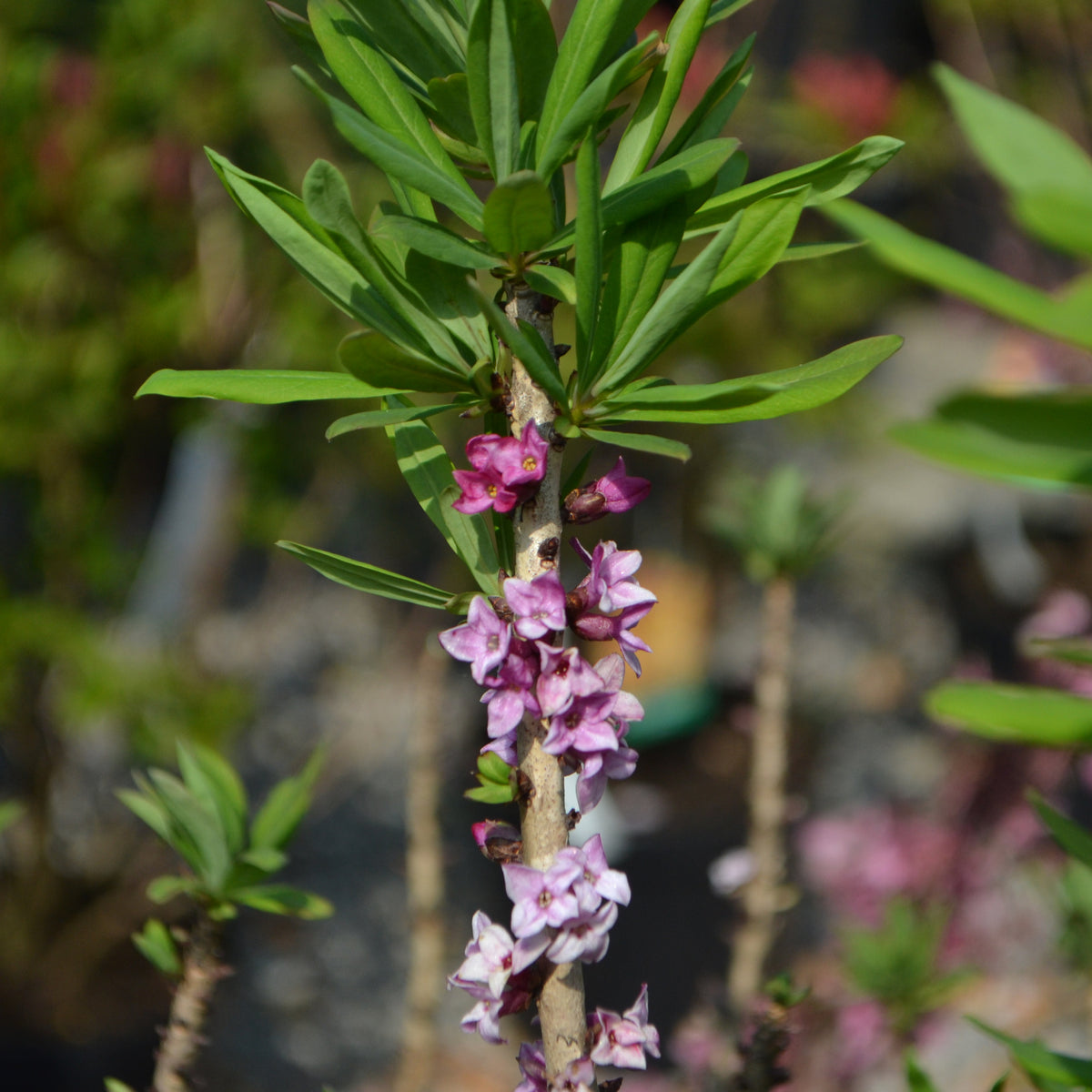Daphne mezereum Rubra 5L (70-80cm)