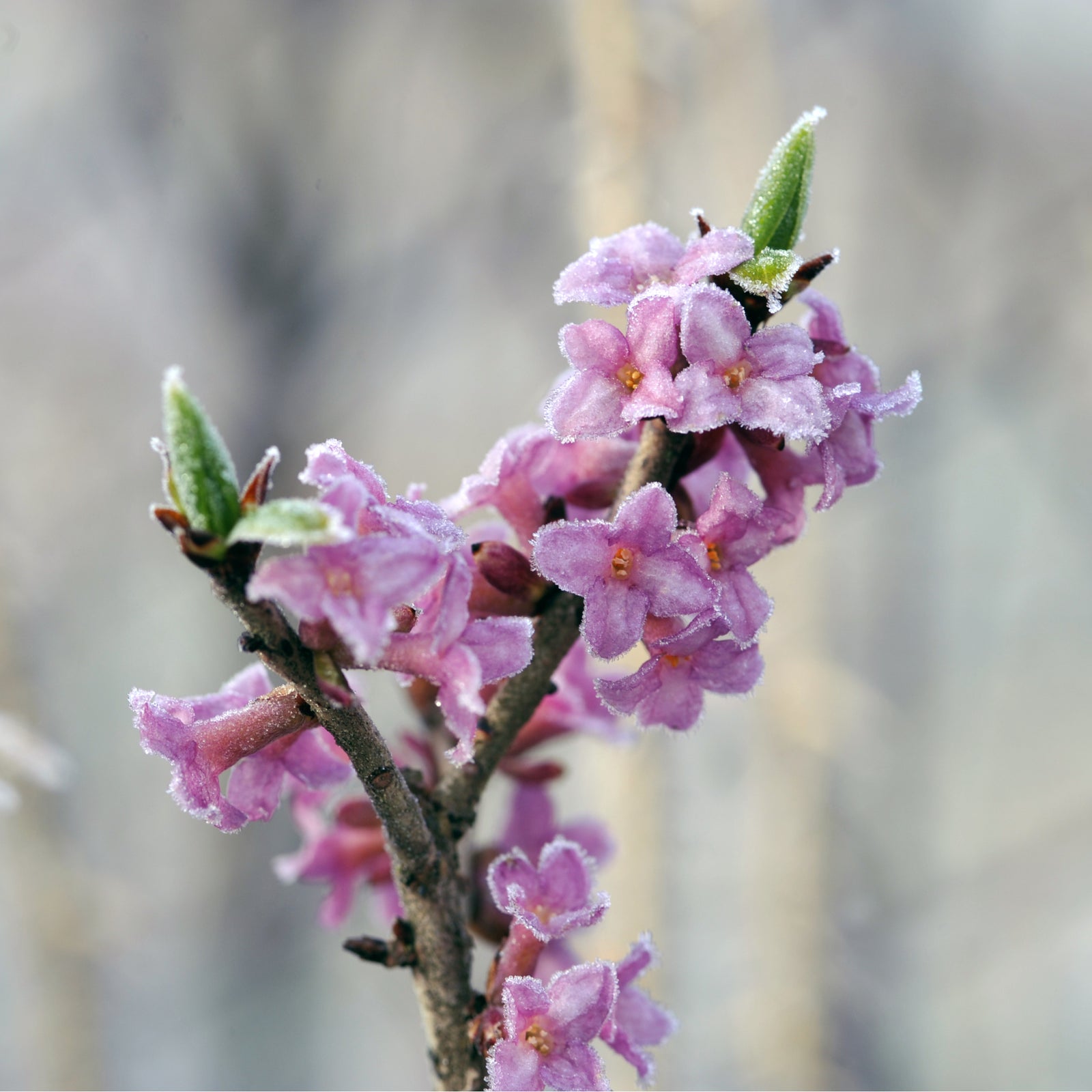Daphne mezereum Rubra 5L (70-80cm)