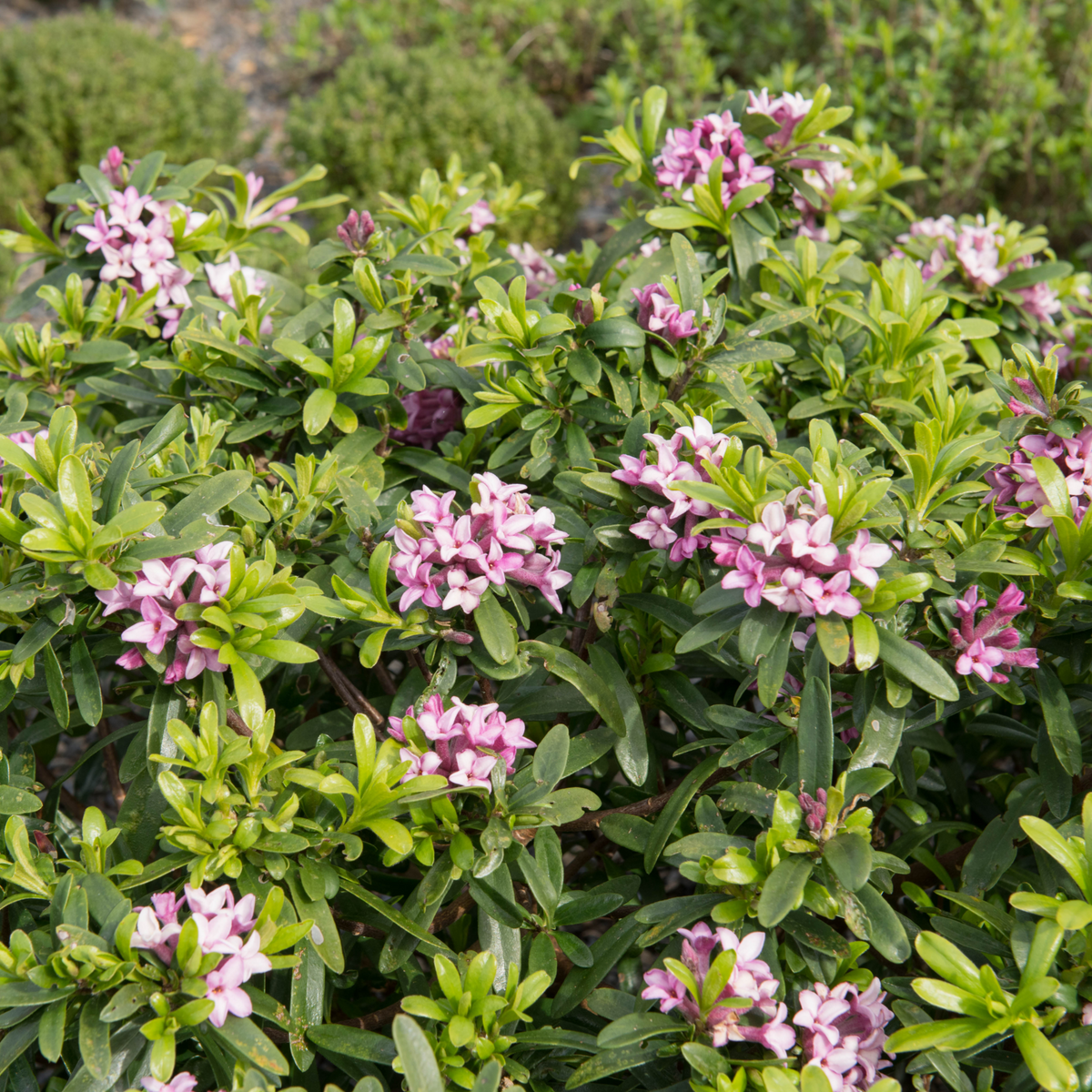 Daphne x Eternal Fragrance 1.5L/2L is a semi-evergreen shrub with green leaves and clusters of small, pink and white fragrant flowers, ideal for outdoor garden settings.