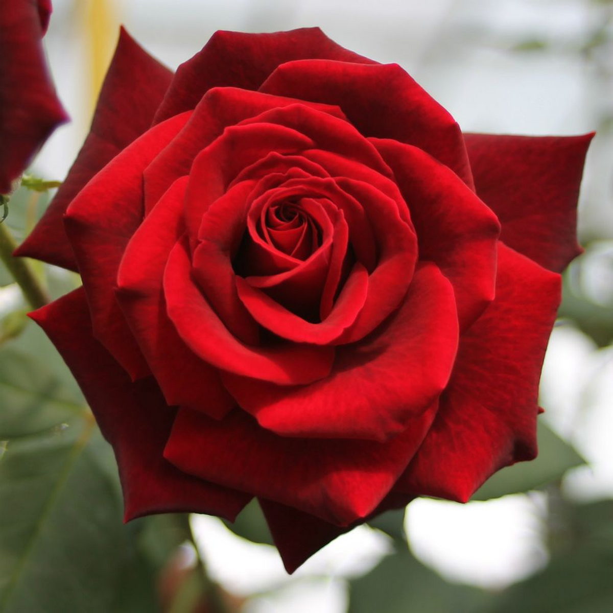 A vibrant Deep Secret - Hybrid Tea Rose in full bloom displays fragrant, crimson red petals spiraling outward, with softly blurred green leaves in the background.