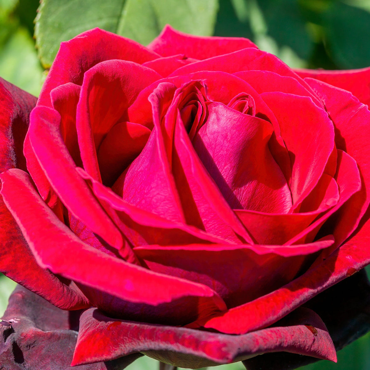 A close-up of the Deep Secret - Hybrid Tea Rose in full bloom, showcasing its fragrant crimson red velvety petals and softly blurred green leaves in the background.