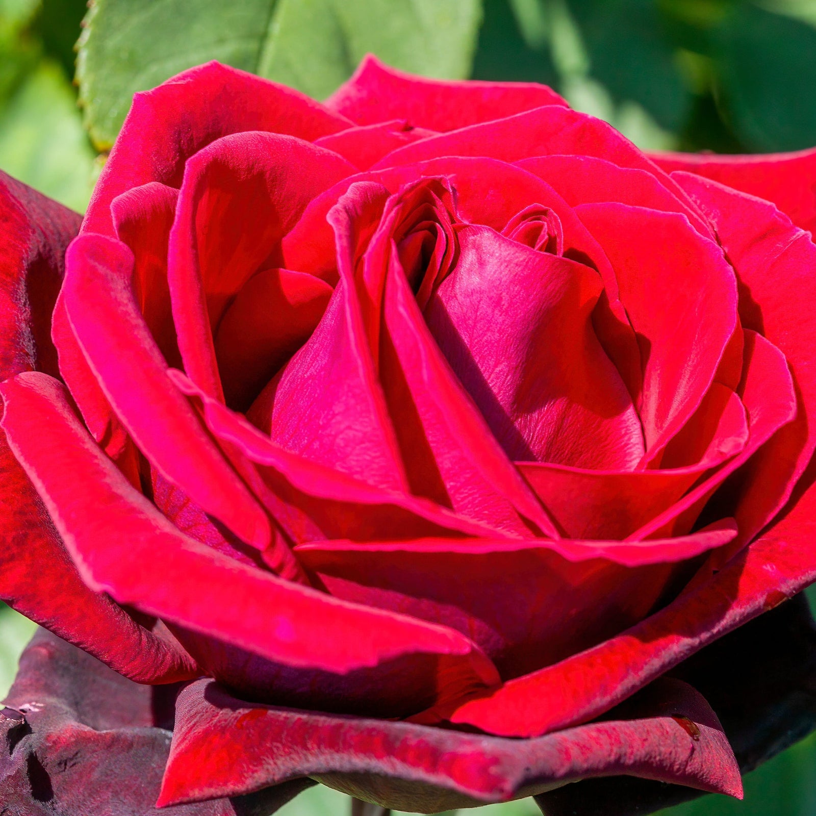 A vibrant Deep Secret - Hybrid Tea Rose in full bloom displays fragrant, crimson red petals spiraling outward, with softly blurred green leaves in the background.