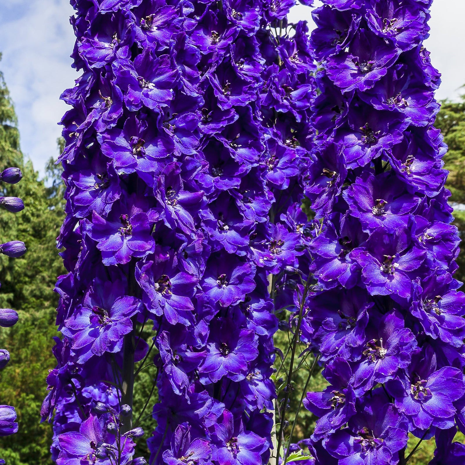 Close-up of vibrant purple Delphinium 'Black Knight' 9cm blooms clustered on tall spikes, standing out against a soft green and blue background—an ideal striking perennial for any cottage garden.