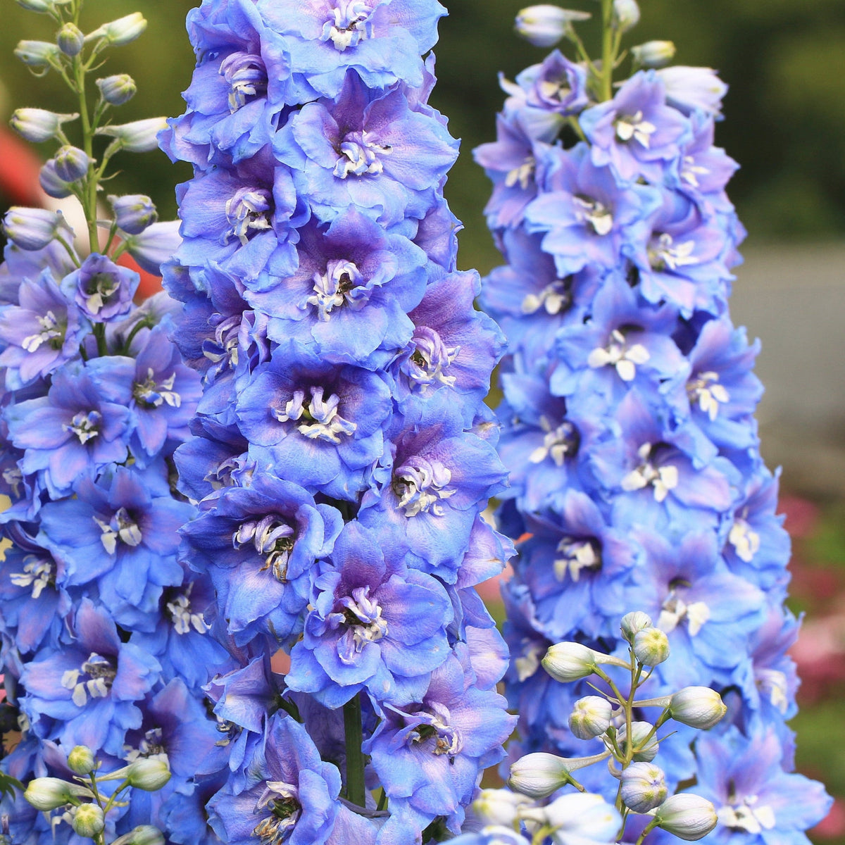 Delphinium &#39;Magic Fountain Sky Blue&#39; 9cm