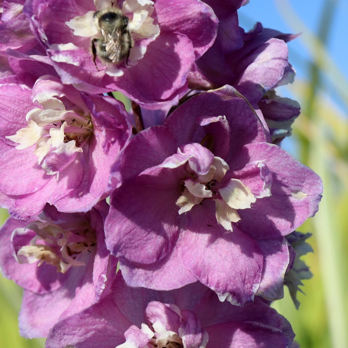 A bee lands on Delphinium &#39;Magic Fountain Deep Rose,&#39; a compact perennial vibrant with blooms—perfect for adding life to cottage gardens.