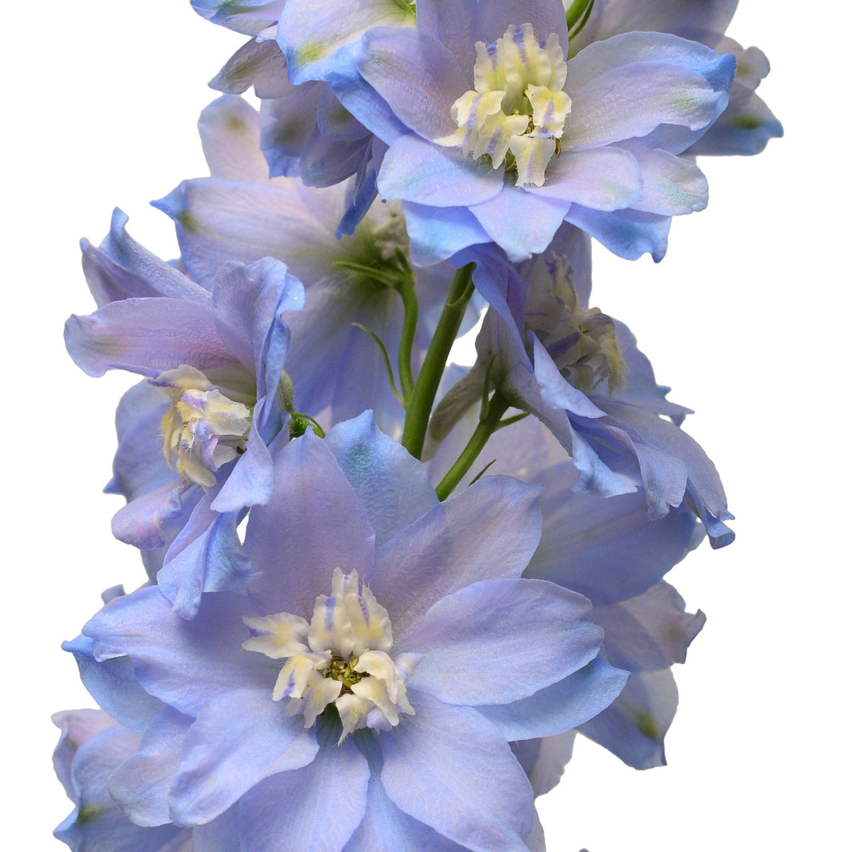 Delphinium &#39;Magic Fountain Sky Blue&#39; 9cm