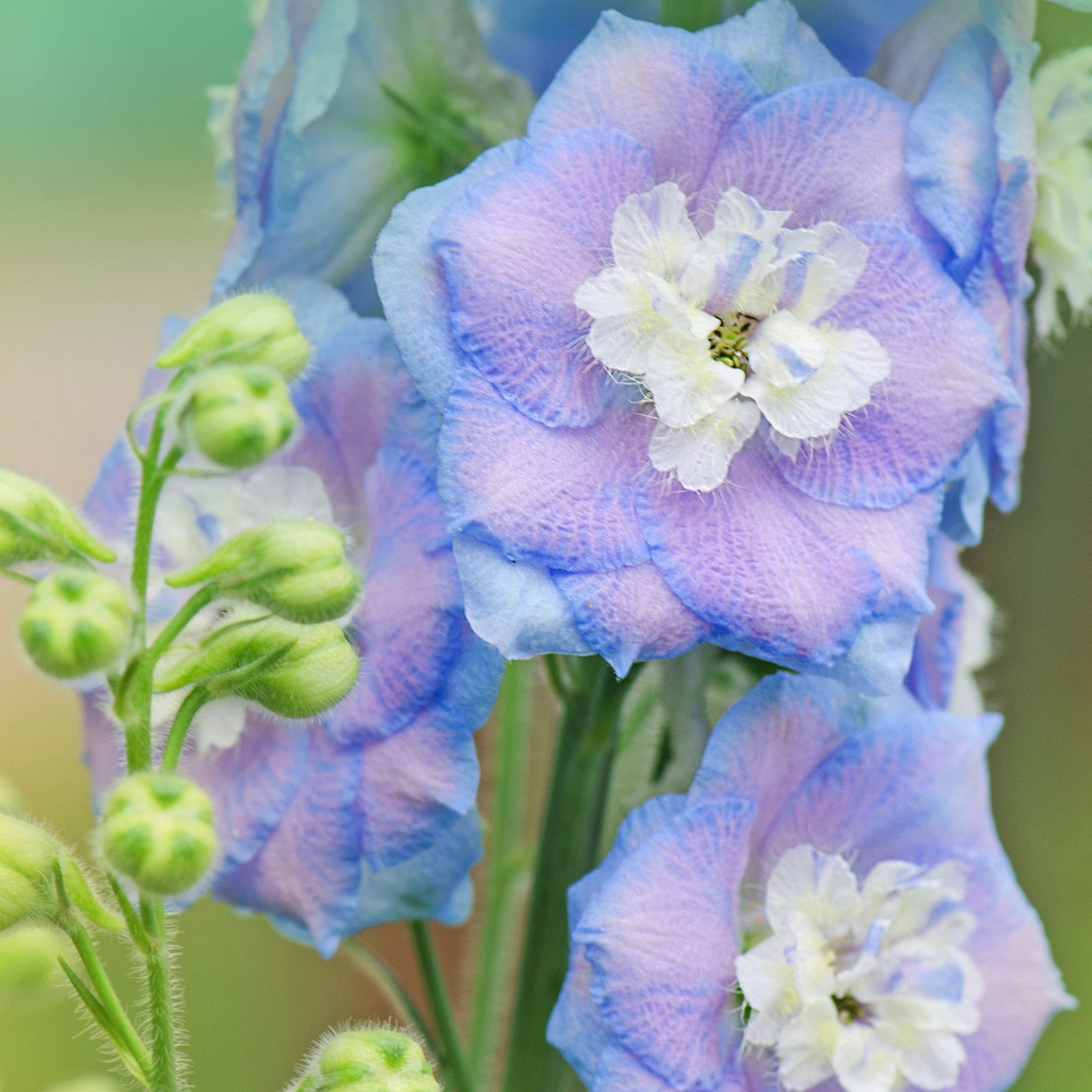 Delphinium Excalibur Light Blue/White 9cm/1.5L dazzles with tall spikes of vibrant blue flowers and dense buds, making it a striking perennial for cottage gardens—its delicate blooms stand out beautifully in any outdoor setting.