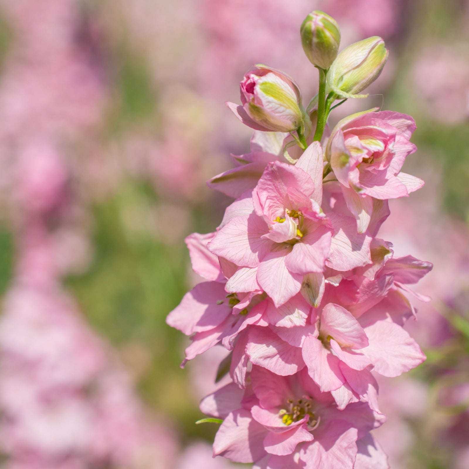 Close-up of Delphinium Cherry Blossom White Bee 3L in bloom, this perennial’s pink flowers stand out against a soft-focus background—ideal for dreamy garden displays or as elegant cut flowers.