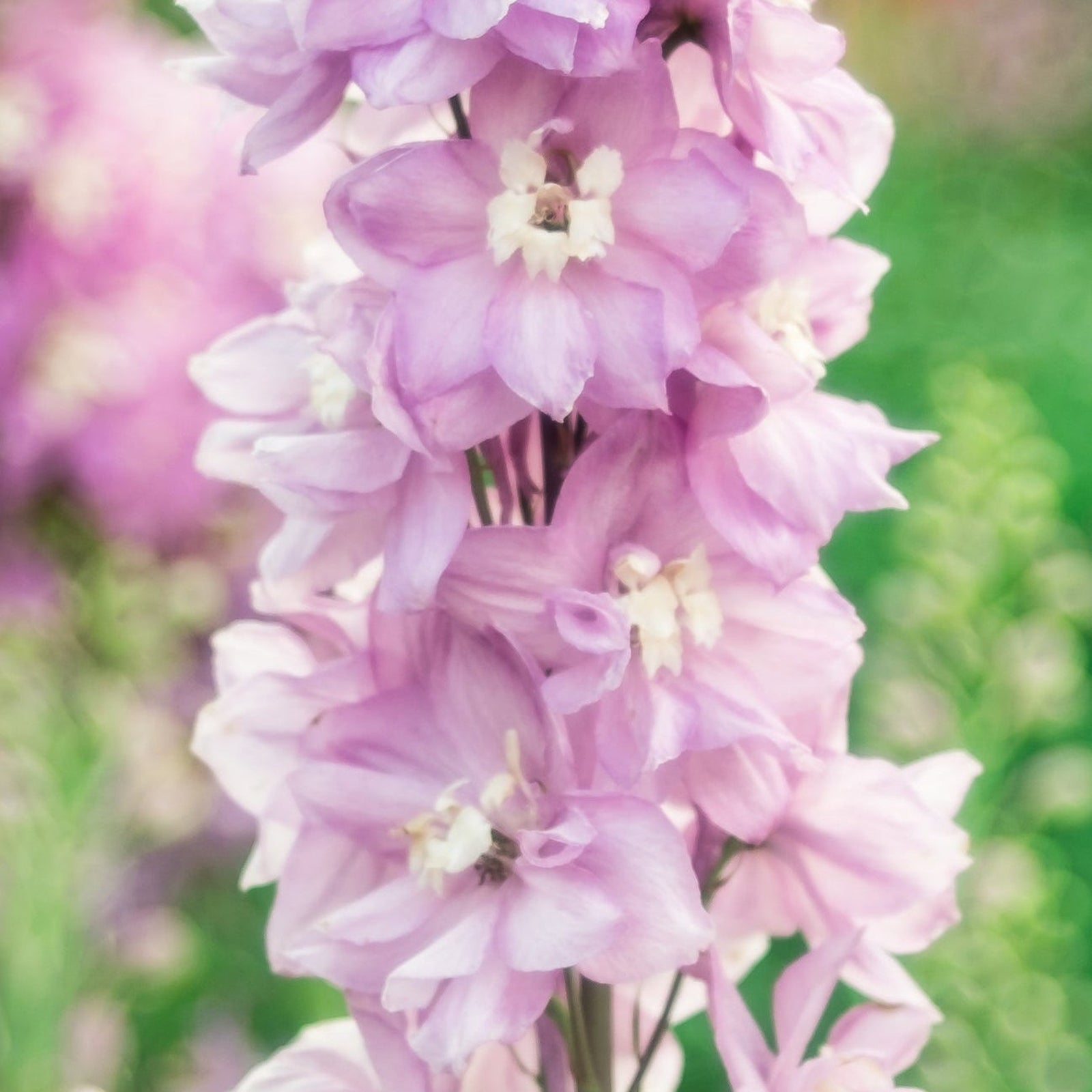 Close-up of Delphinium Cherry Blossom White Bee 3L in bloom, this perennial’s pink flowers stand out against a soft-focus background—ideal for dreamy garden displays or as elegant cut flowers.