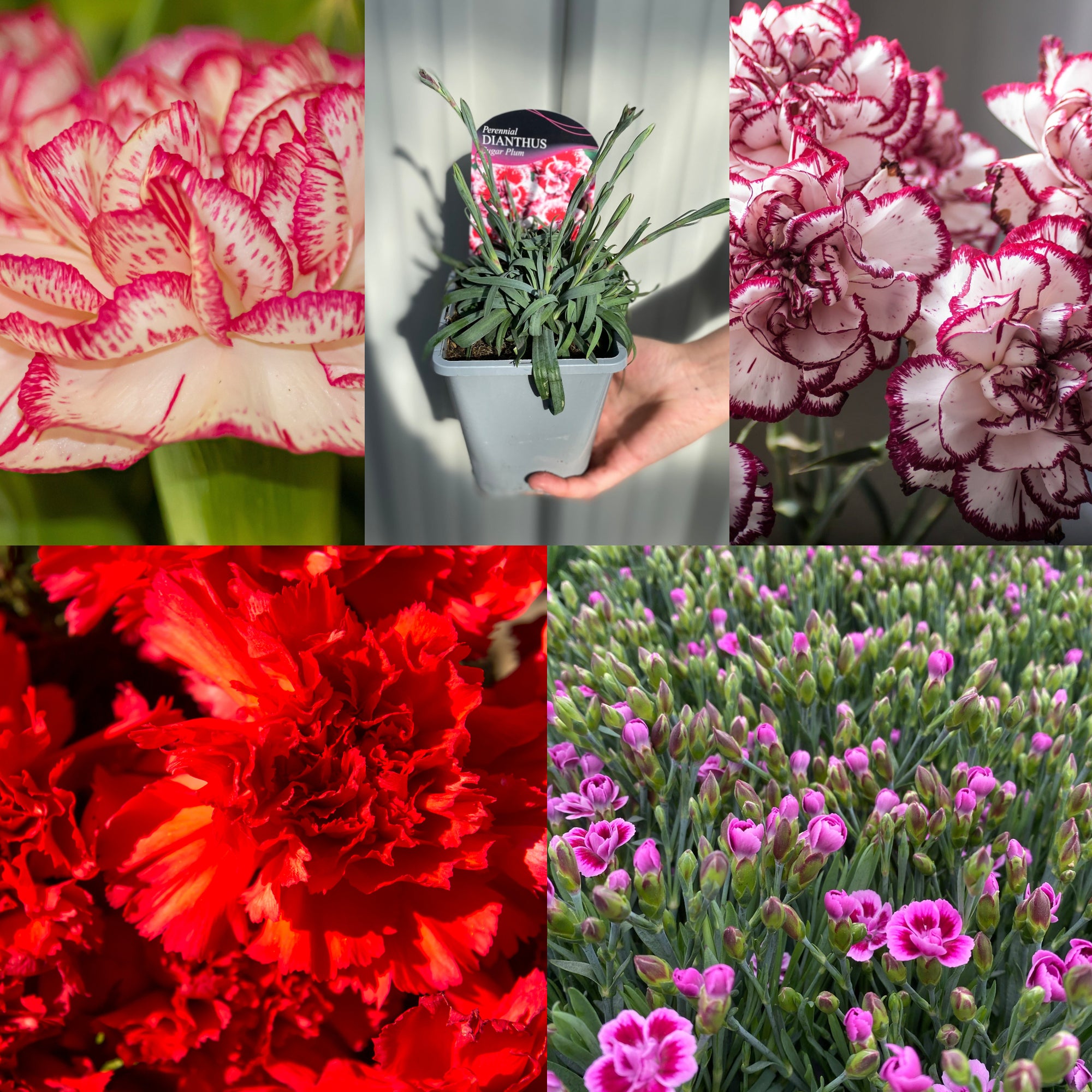 SPECIAL OFFER: Dianthus Mix of 5
