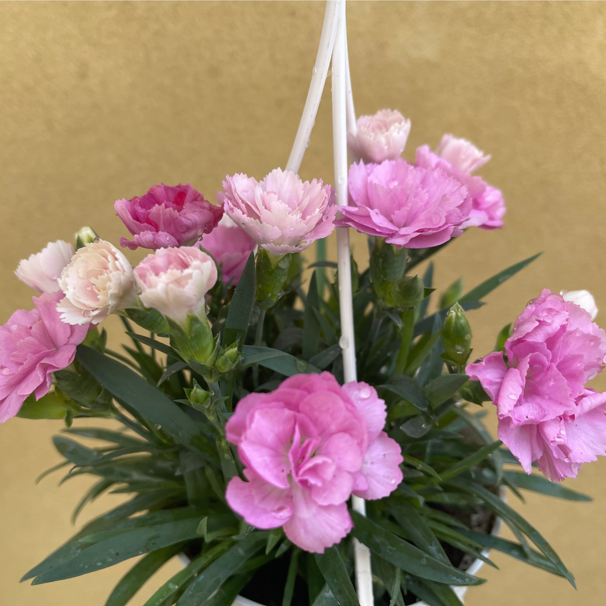 Dianthus - I Love You 2L