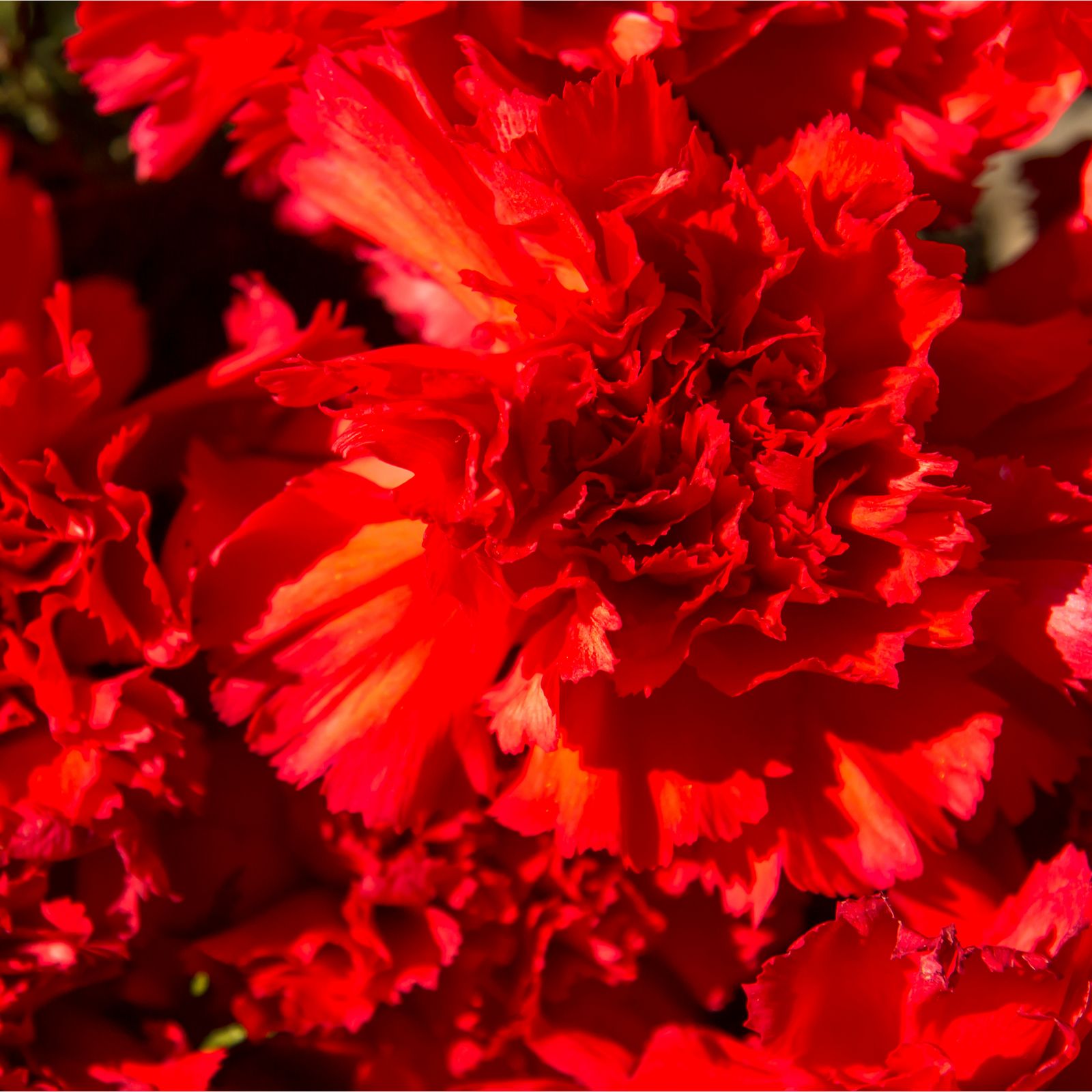 Dianthus 'Passion' 1L features dense clusters of vibrant red blooms and green foliage, highlighting the beauty and drought tolerance of this perennial plant.