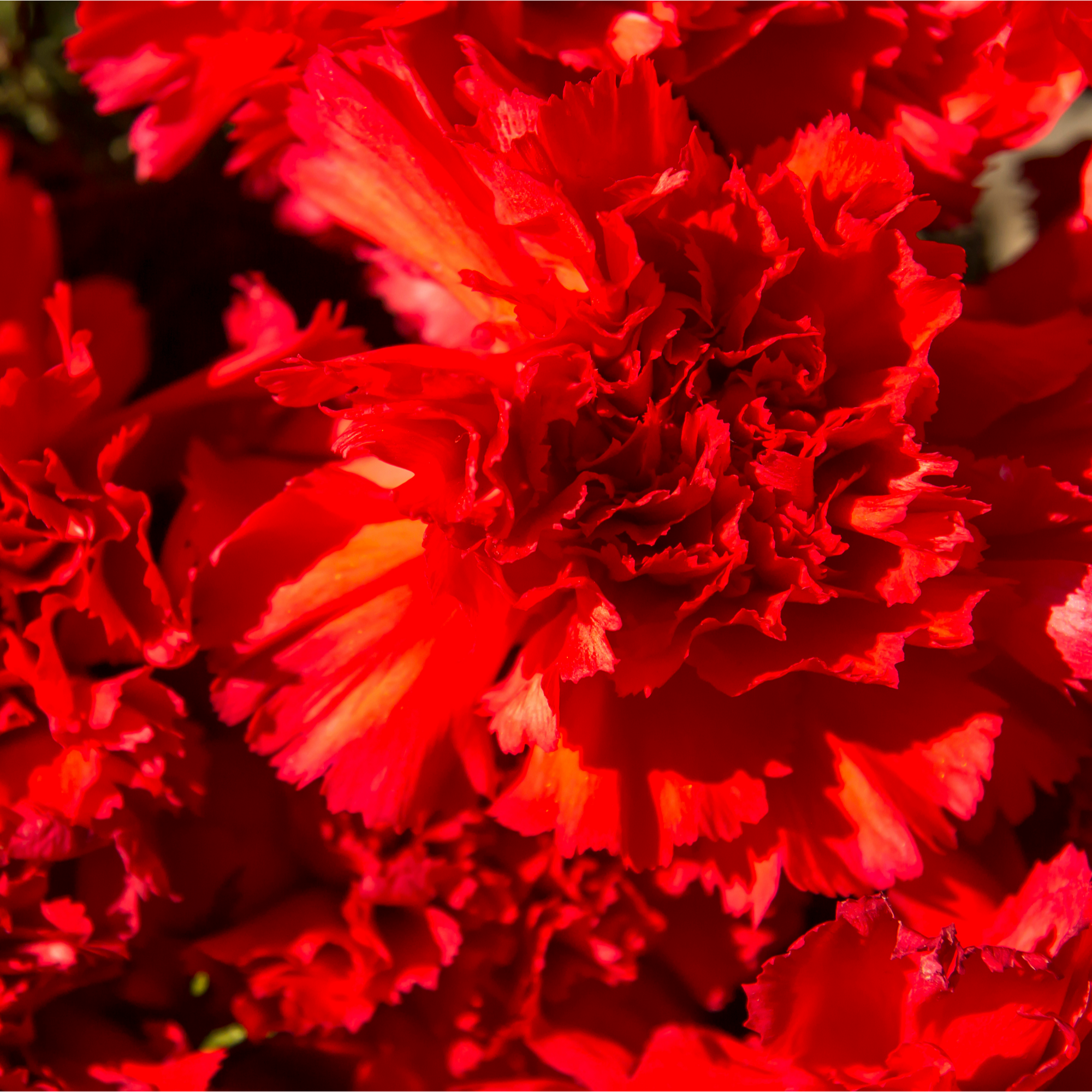 Dianthus 'Passion' 1L