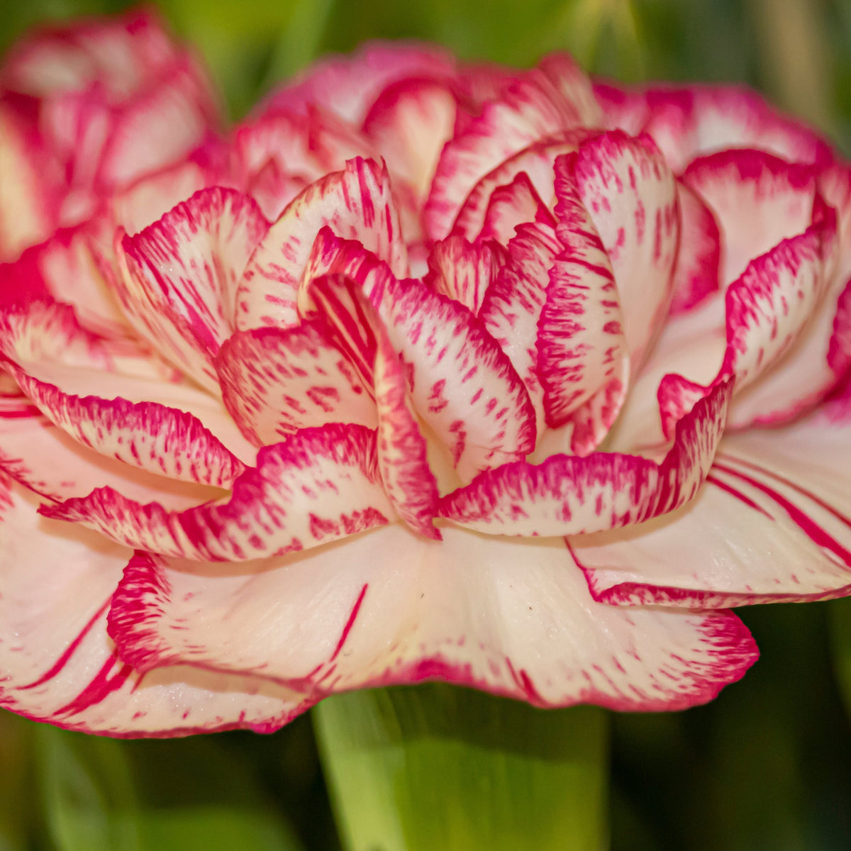 A close-up of Dianthus Sugar Plum 1L, featuring creamy white petals with vibrant pink edges and streaks, set against a blurred green background—an ideal fragrant garden plant.
