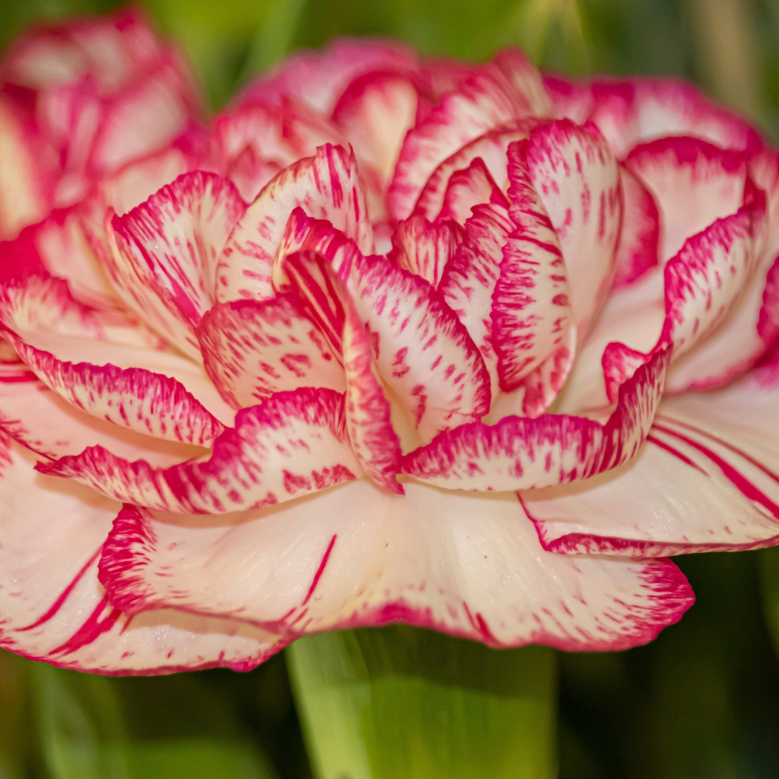 A close-up of Dianthus Sugar Plum 1L, featuring creamy white petals with vibrant pink edges and streaks, set against a blurred green background—an ideal fragrant garden plant.