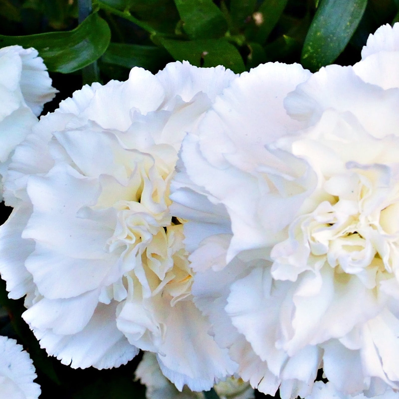 Close-up of two fully bloomed white Dianthus 'Bridal Star' from a 9cm pot, featuring ruffled petals and green foliage. This fragrant perennial is prized for its beauty and drought resistance.