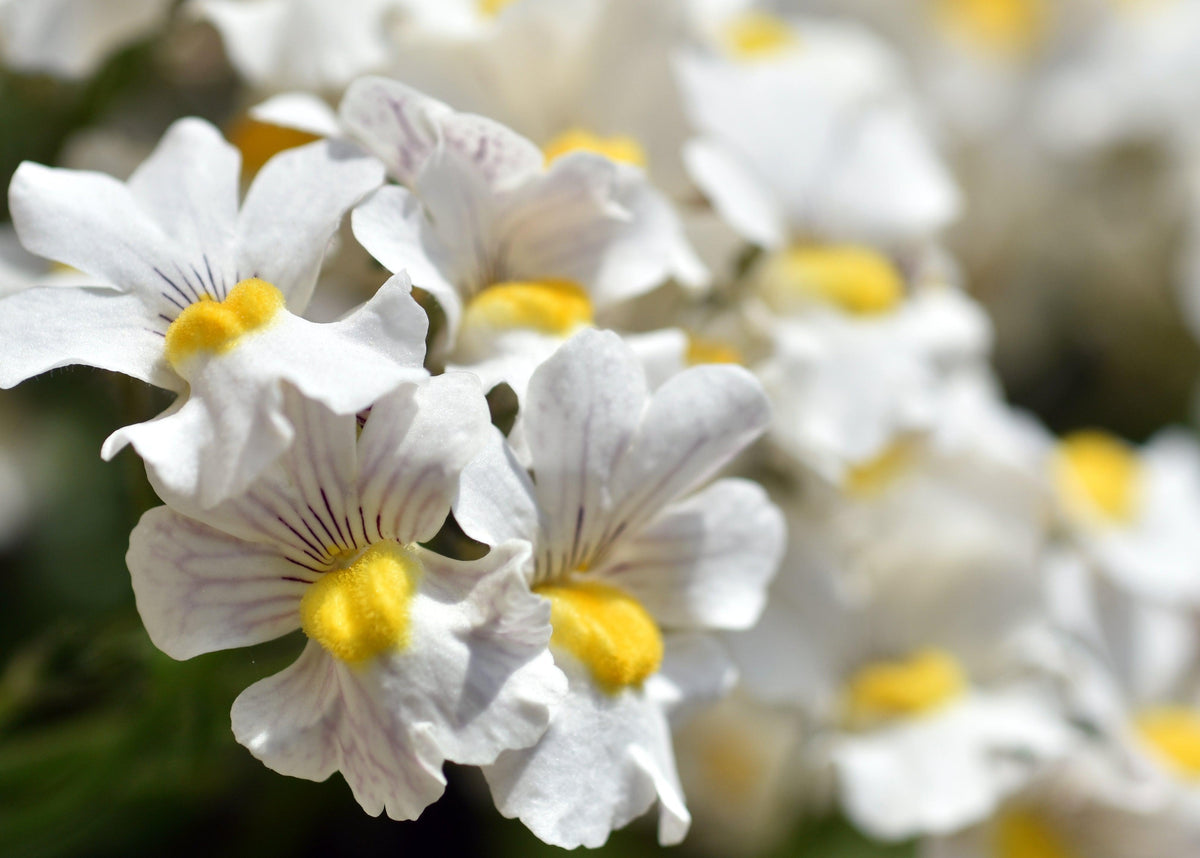 Close-up of Diascia &#39;Divara White&#39; 9cm shows white flowers with yellow centers and delicate purple-veined petals. A softly blurred background highlights these vibrant summer blooms in the foreground.