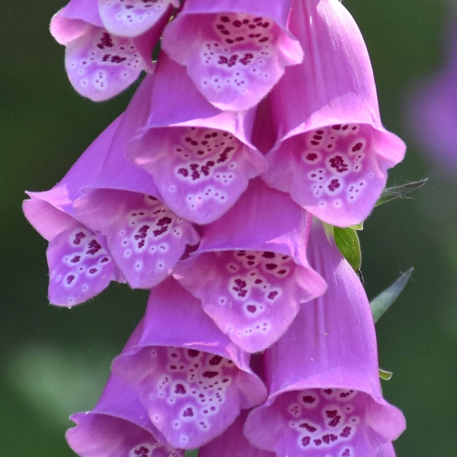 Close-up of Digitalis purpurea Lavender (Foxglove) 9cm, a cottage garden favorite with nectar-rich, purple bell-shaped flowers featuring speckled interiors, set against soft green foliage.