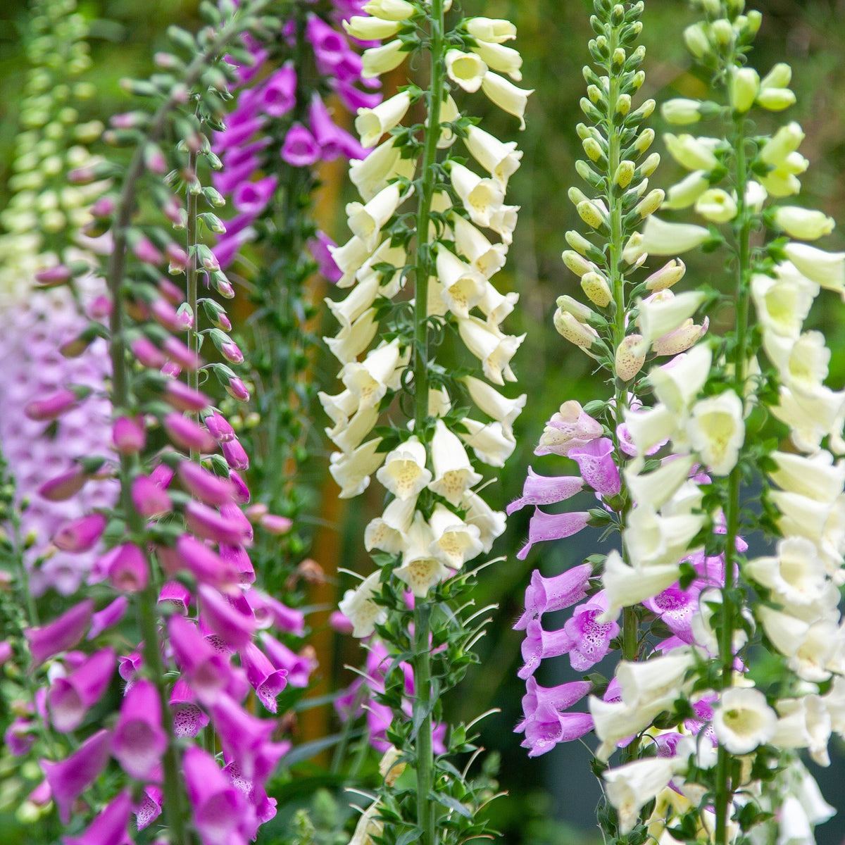 Digitalis purpurea Excelsior Mixed 9cm features tall spikes with dense blooms in shades of purple, pink, and white, creating a striking display above lush green foliage—ideal for classic cottage gardens.