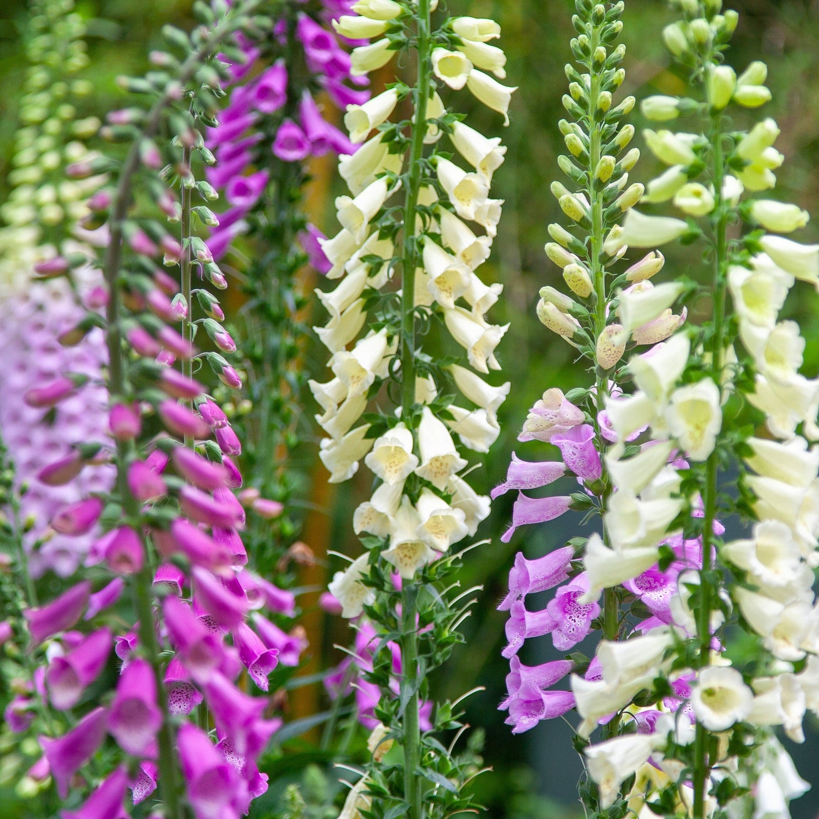 Foxgloves Digitalis purpurea Mixed Coloured 1/2L features tall spikes in purple, pink, and white, blooming densely amid green foliage. These border flowers add height, vibrant color, and attract butterflies to your garden.