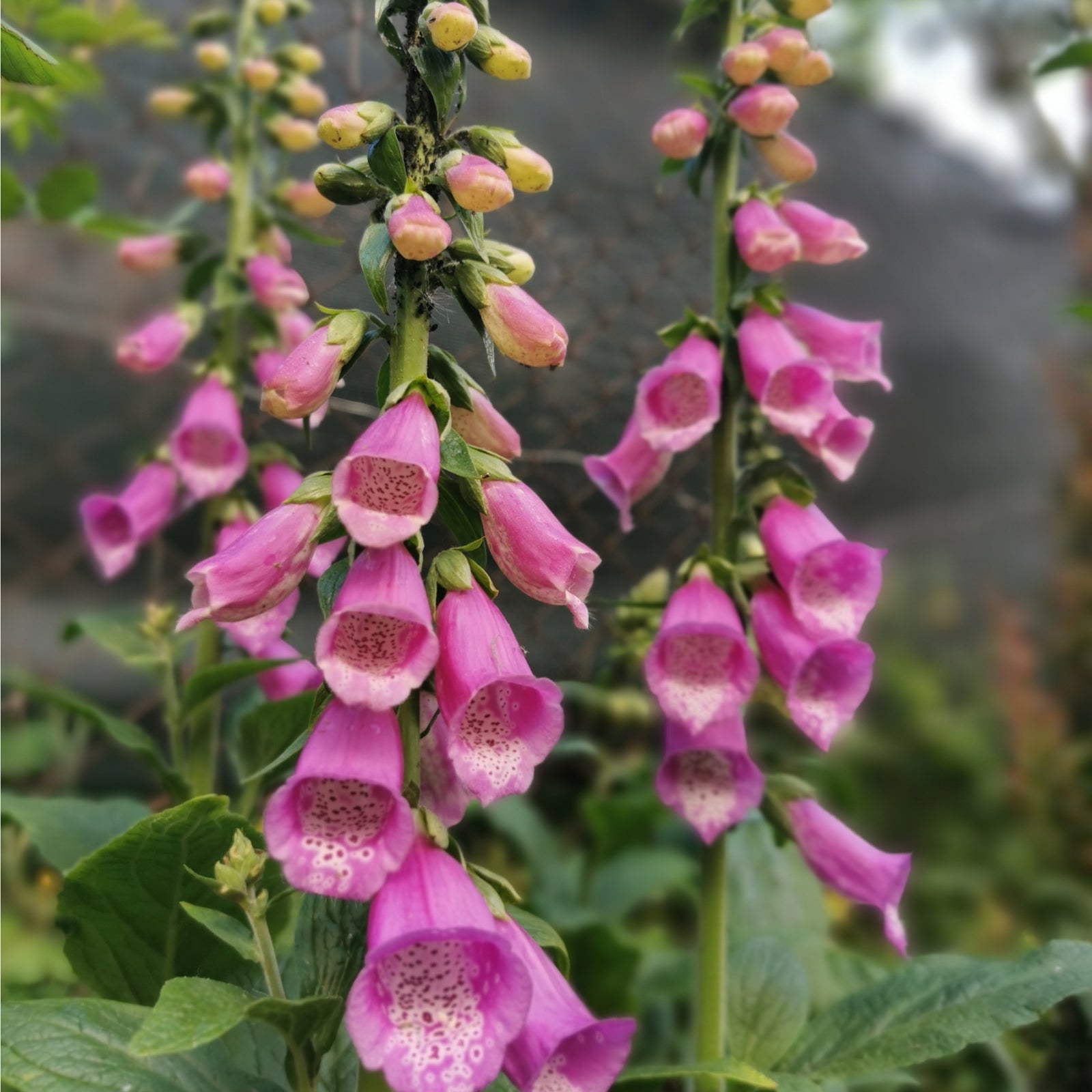 Close-up of Digitalis purpurea Lavender (Foxglove) 9cm, a cottage garden favorite with nectar-rich, purple bell-shaped flowers featuring speckled interiors, set against soft green foliage.