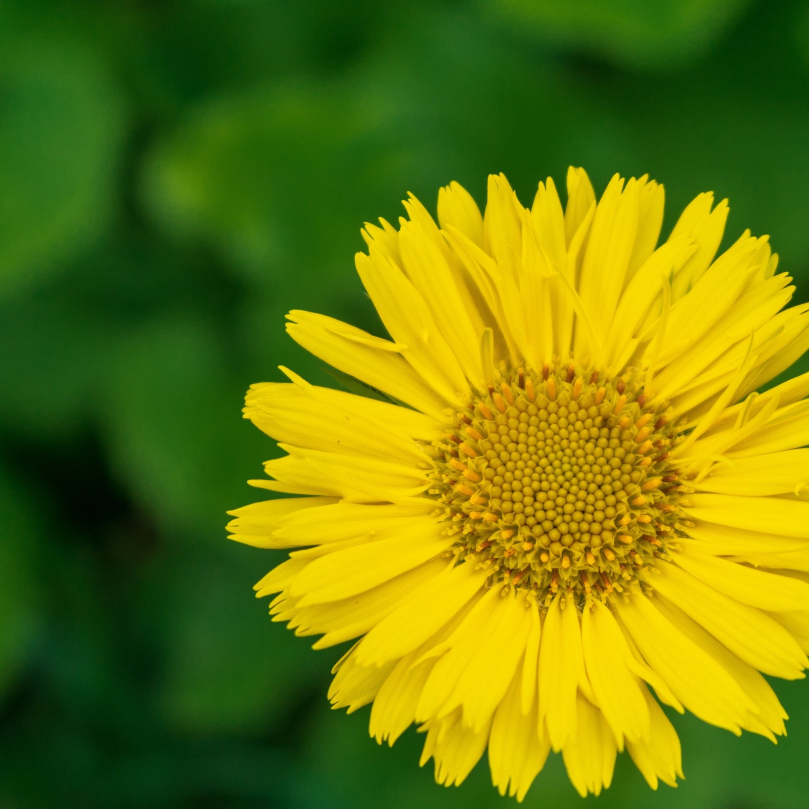 Close-up of Doronicum caucasicum 'Little Leo' 2L, a compact perennial with bright yellow, long, thin petals and an orange center, set against a blurred green background.