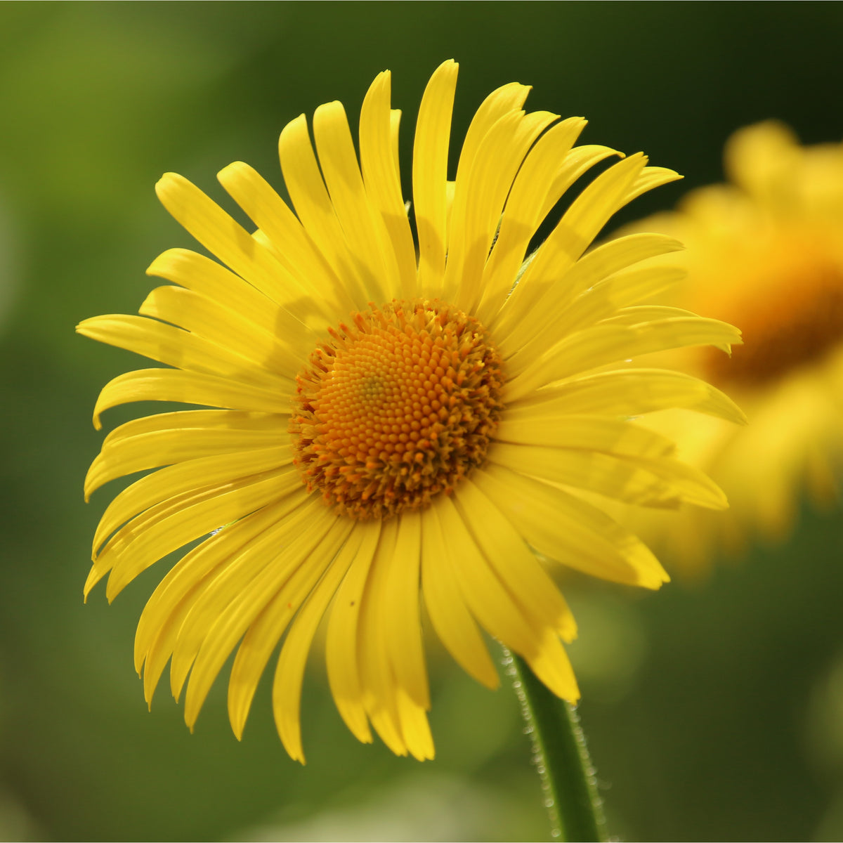 Close-up of Doronicum caucasicum &#39;Little Leo&#39; 2L, a compact perennial with bright yellow, long, thin petals and an orange center, set against a blurred green background.