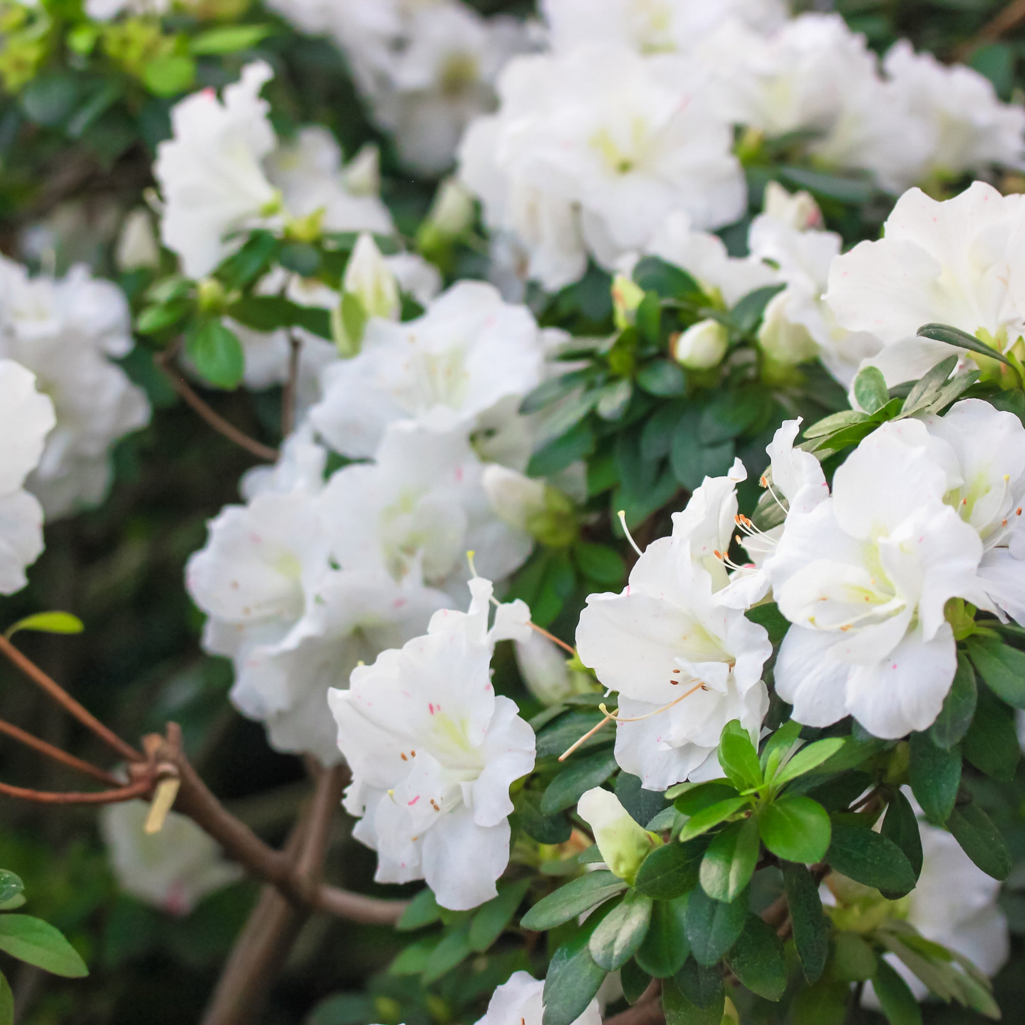 Azalea japonica 'Dorothy Heiden' 2L