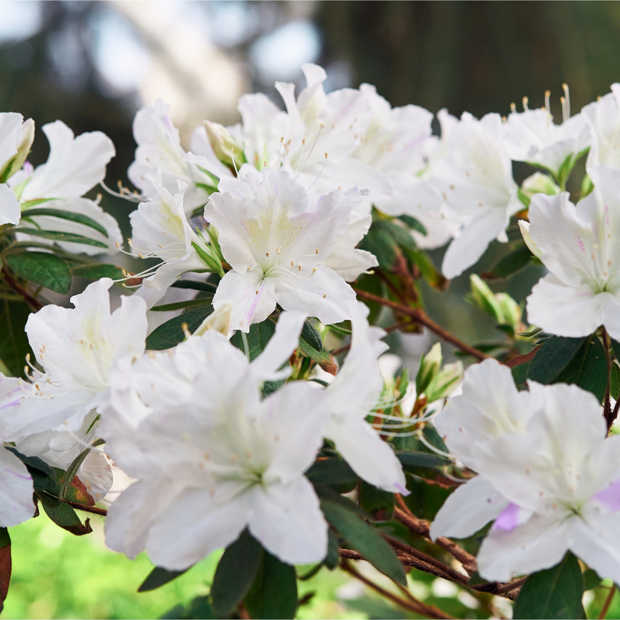 Azalea japonica 'Dorothy Heiden' 2L