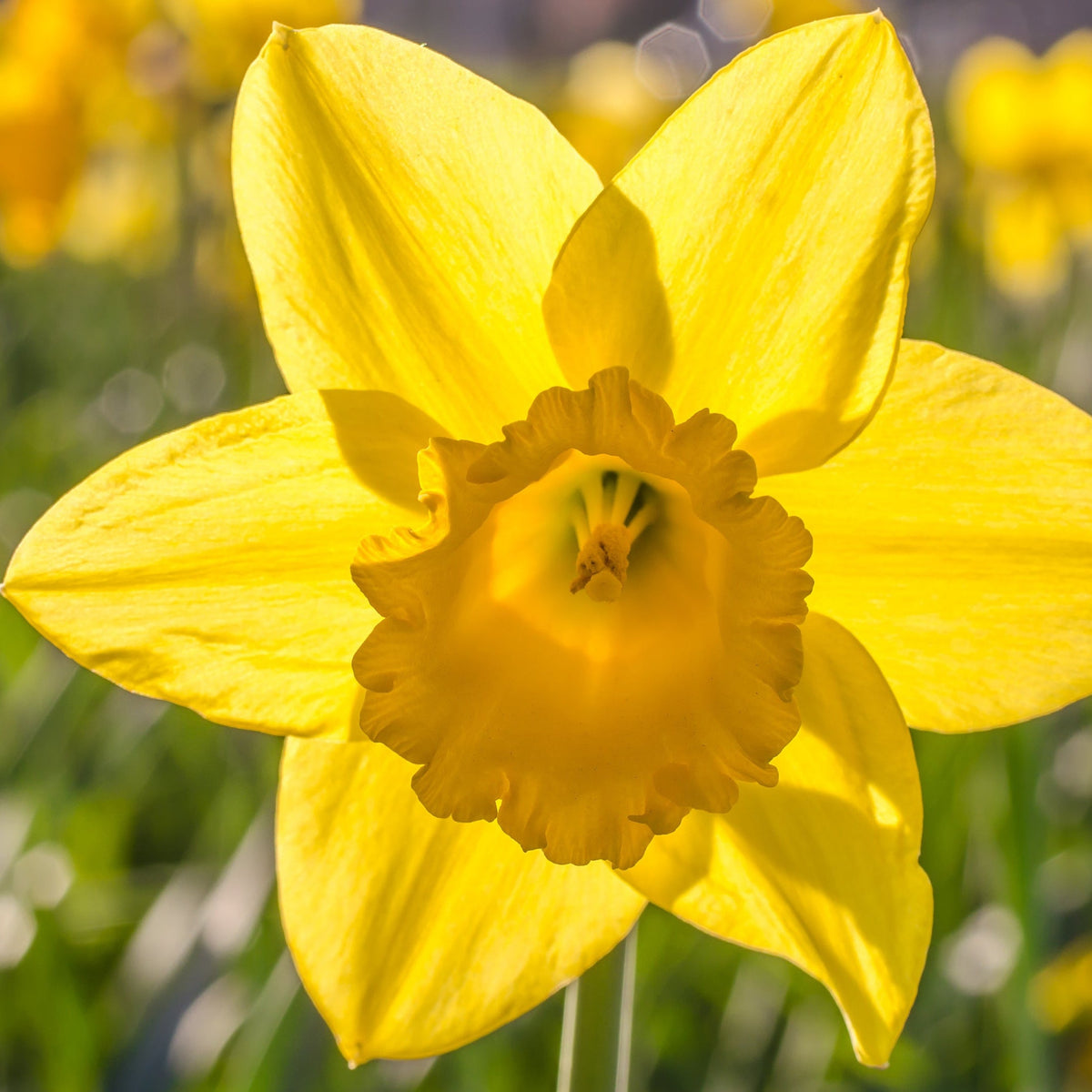 Daffodil &#39;Dutch Master&#39; (6  Bulbs)