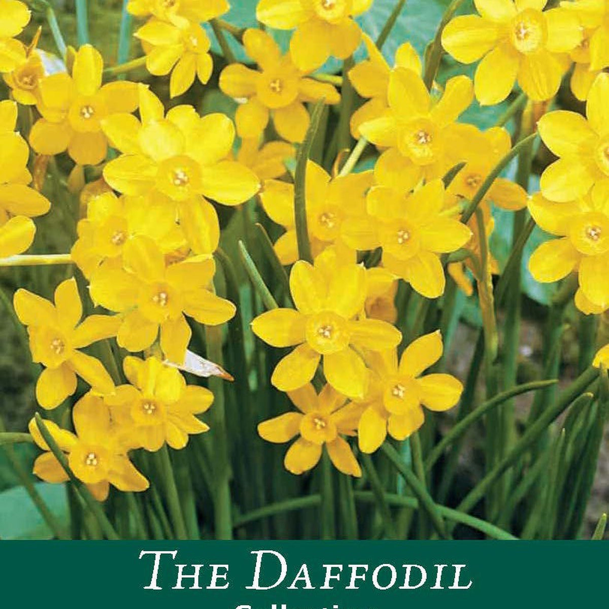Dwarf Daffodil &#39;Baby Moon&#39; (8 Bulbs)