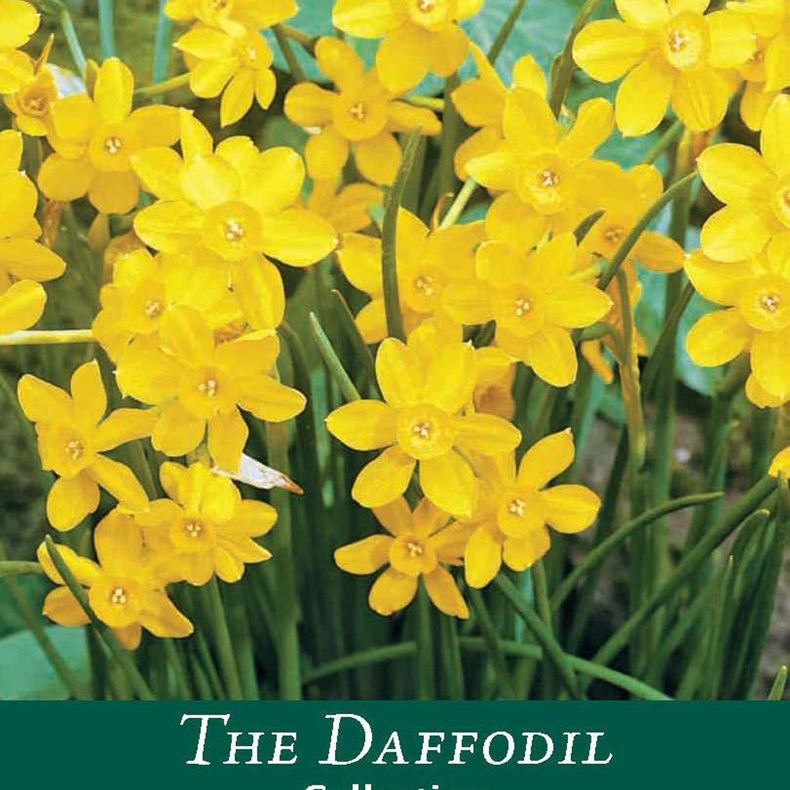 Dwarf Daffodil 'Baby Moon' (8 Bulbs)