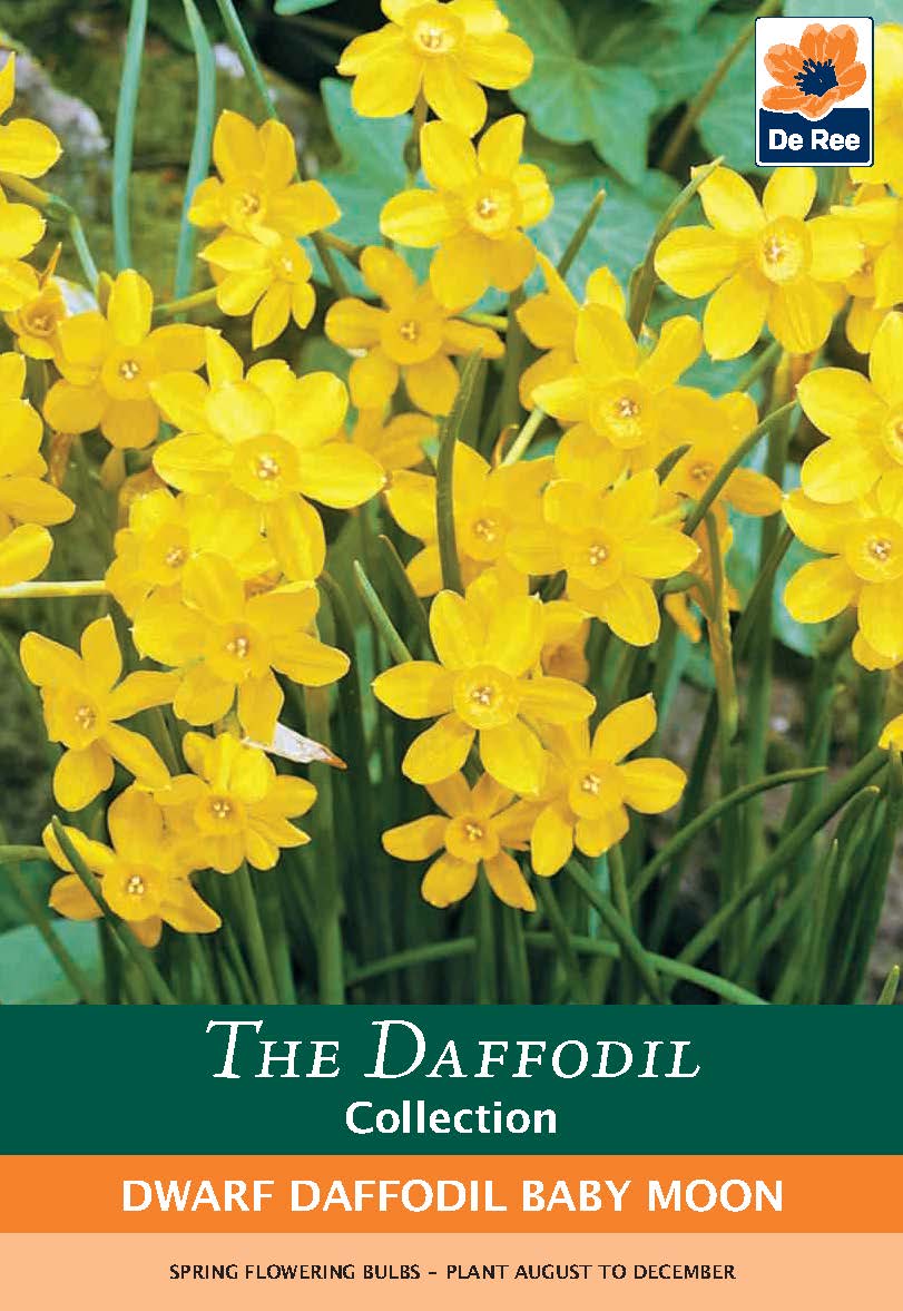 Dwarf Daffodil &#39;Baby Moon&#39; (8 Bulbs)