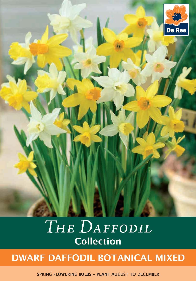 A potted mix of fragrant yellow and white daffodils with long green stems, perfect for garden borders. Featured on packaging for Dwarf Daffodil Botanical Mixed Bulbs (8 Bulbs) by De Ree.