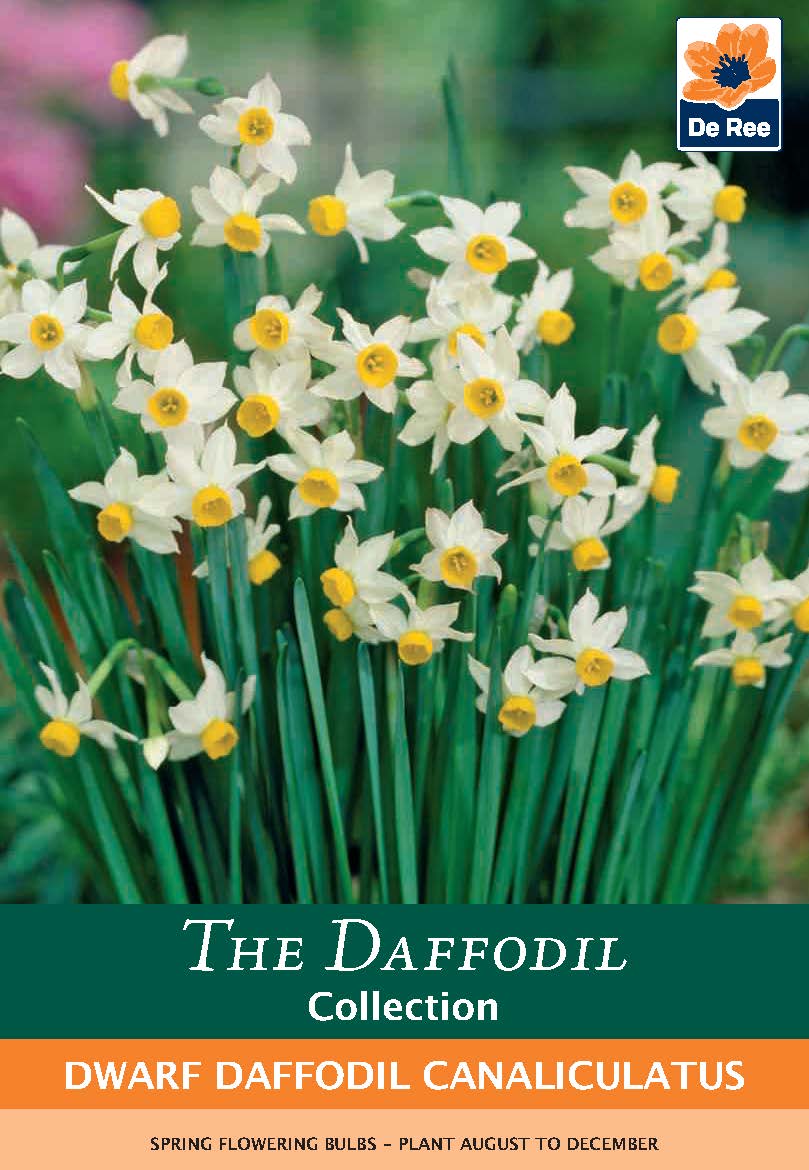 Dwarf Daffodil Canaliculatus (8 Bulbs)